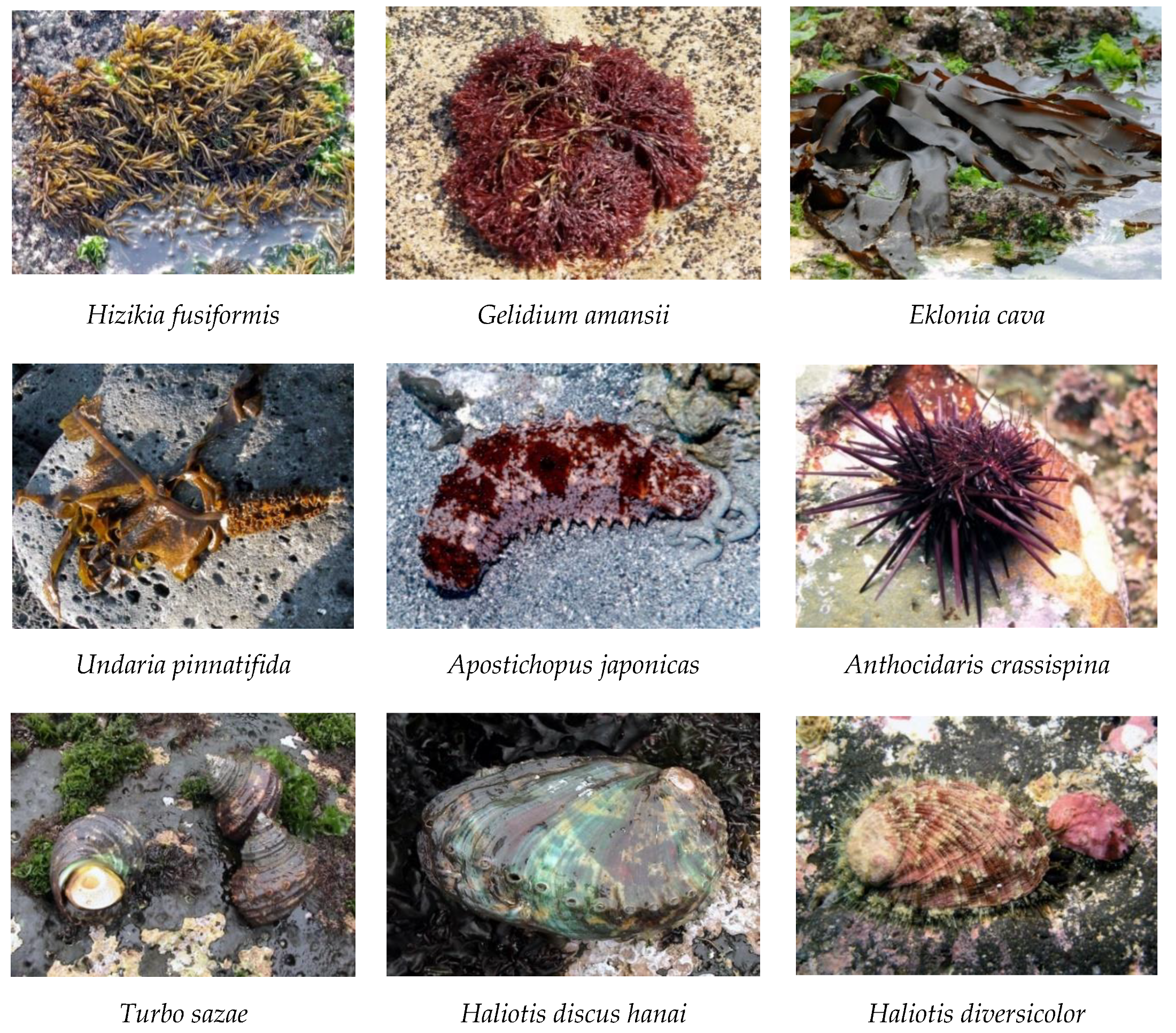 Sustainability 12 03512 g002