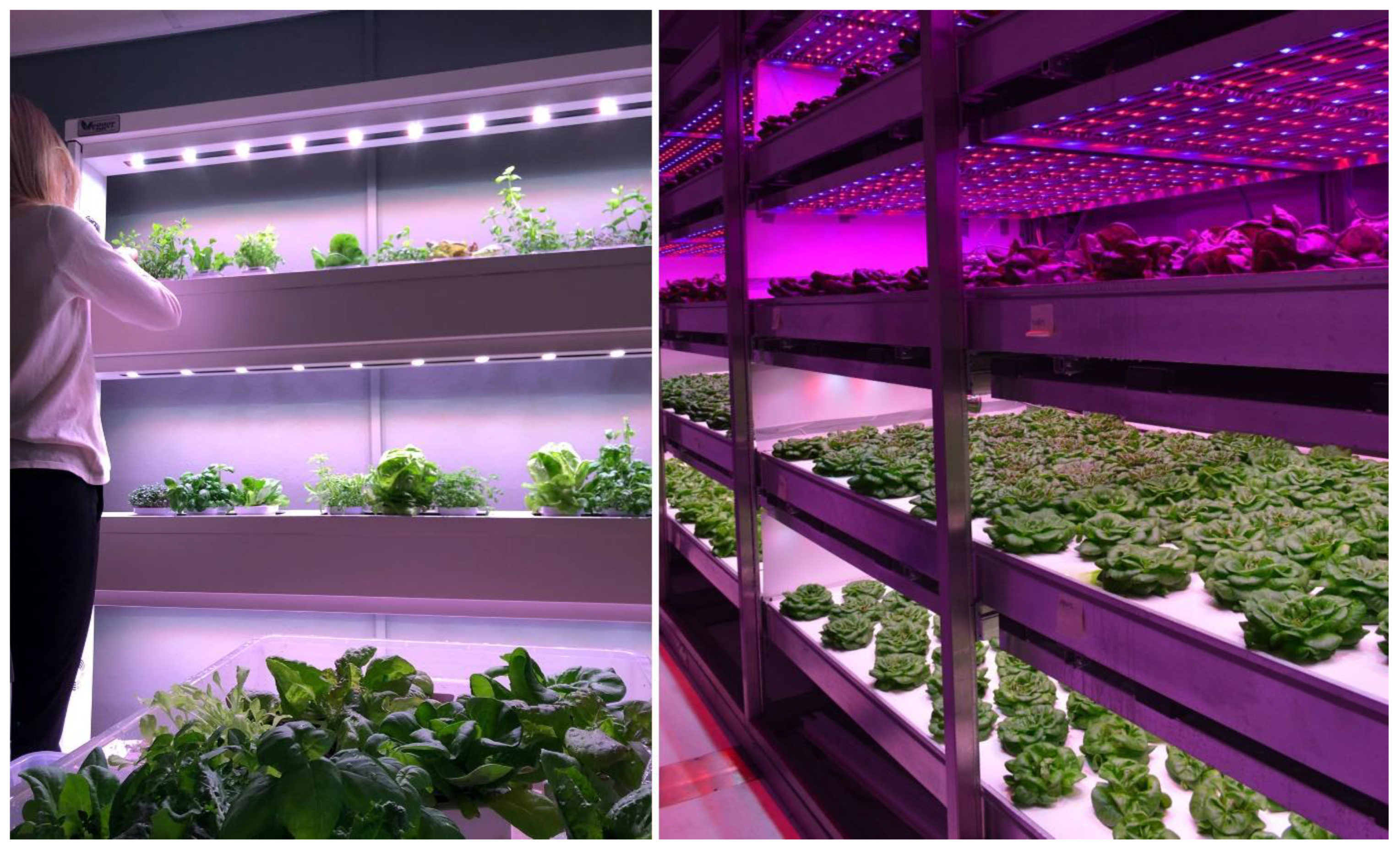 Sustainability 12 03955 g005