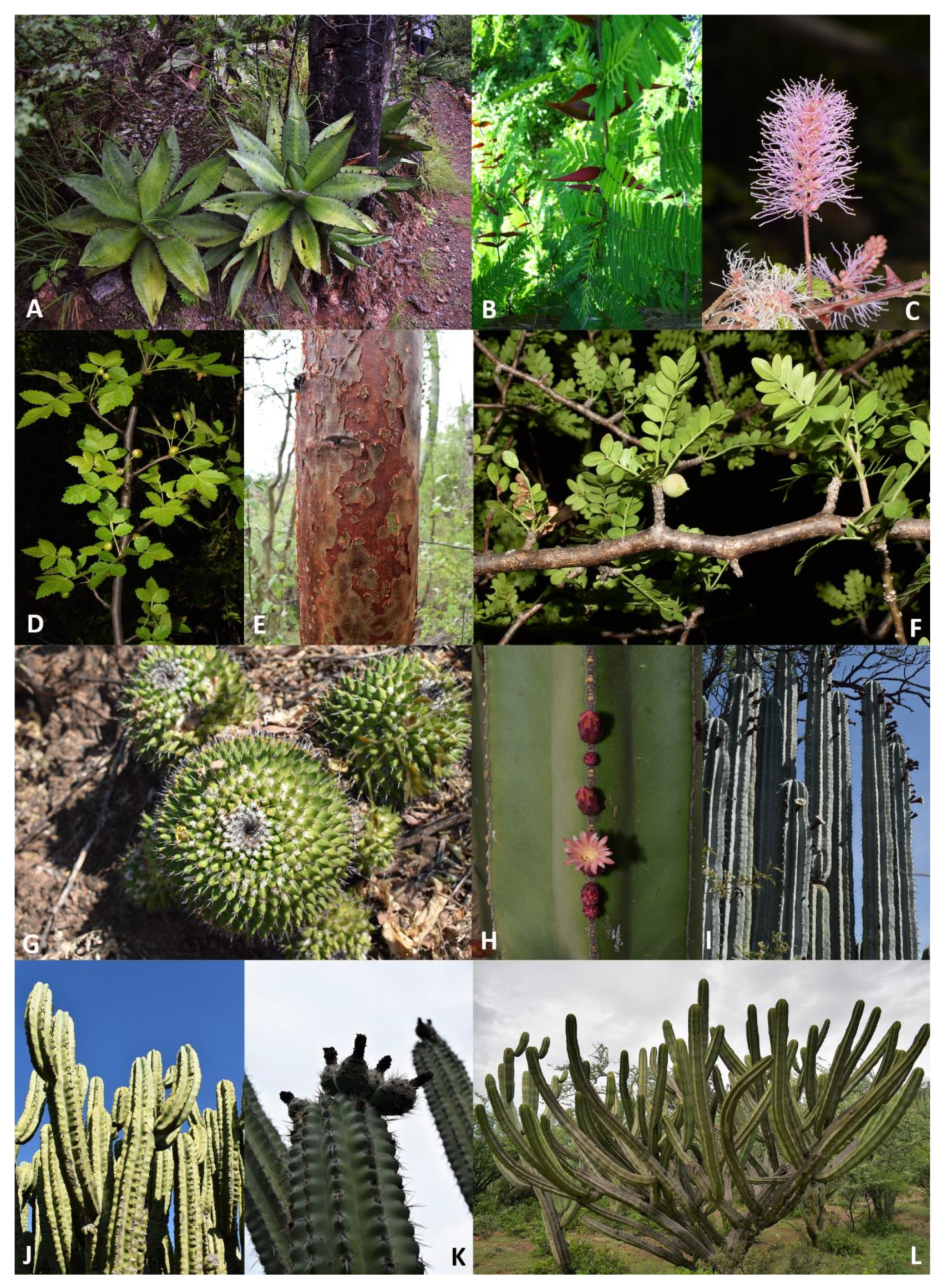 Sustainability 12 04600 g008