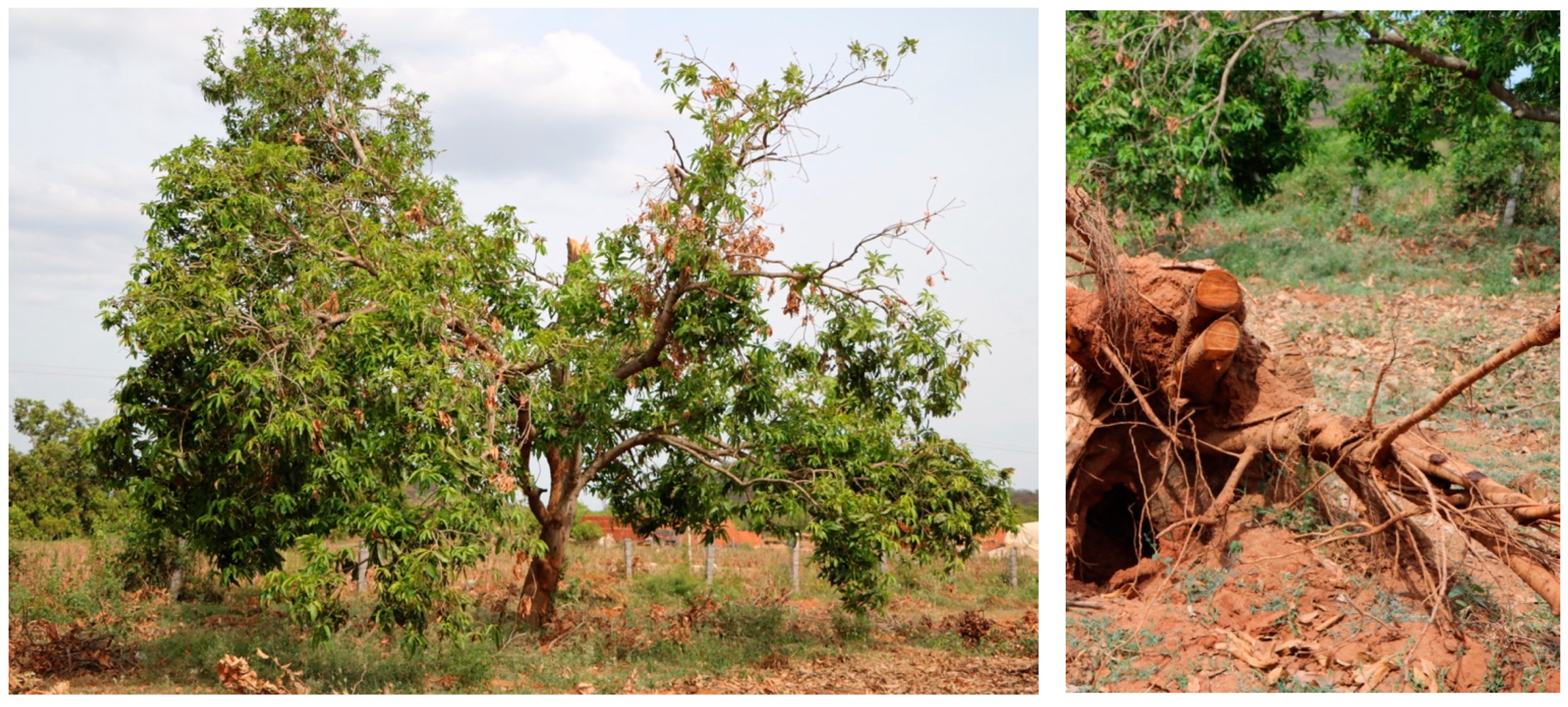 Sustainability 12 04771 g014