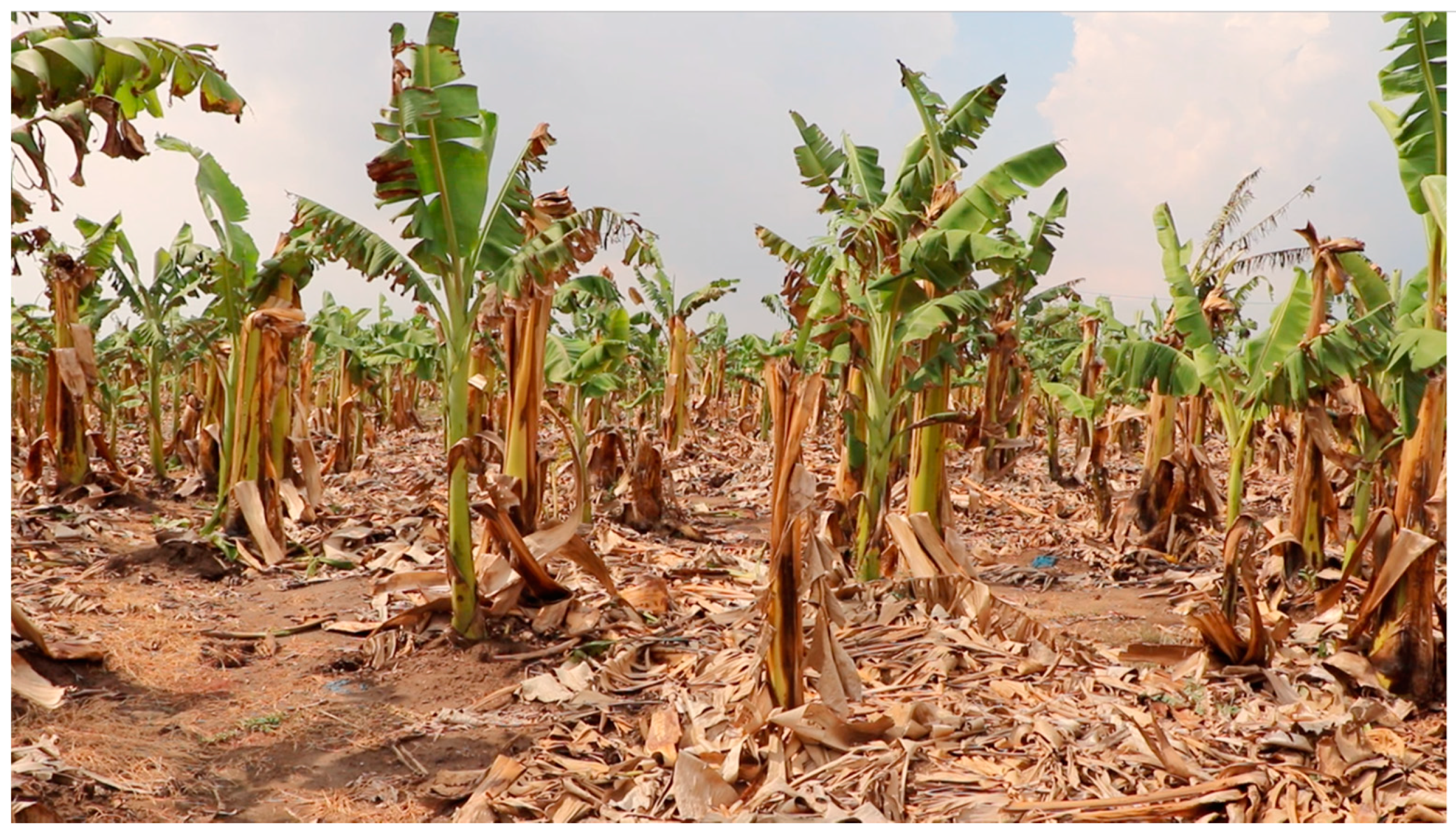 Sustainability 12 04771 g015