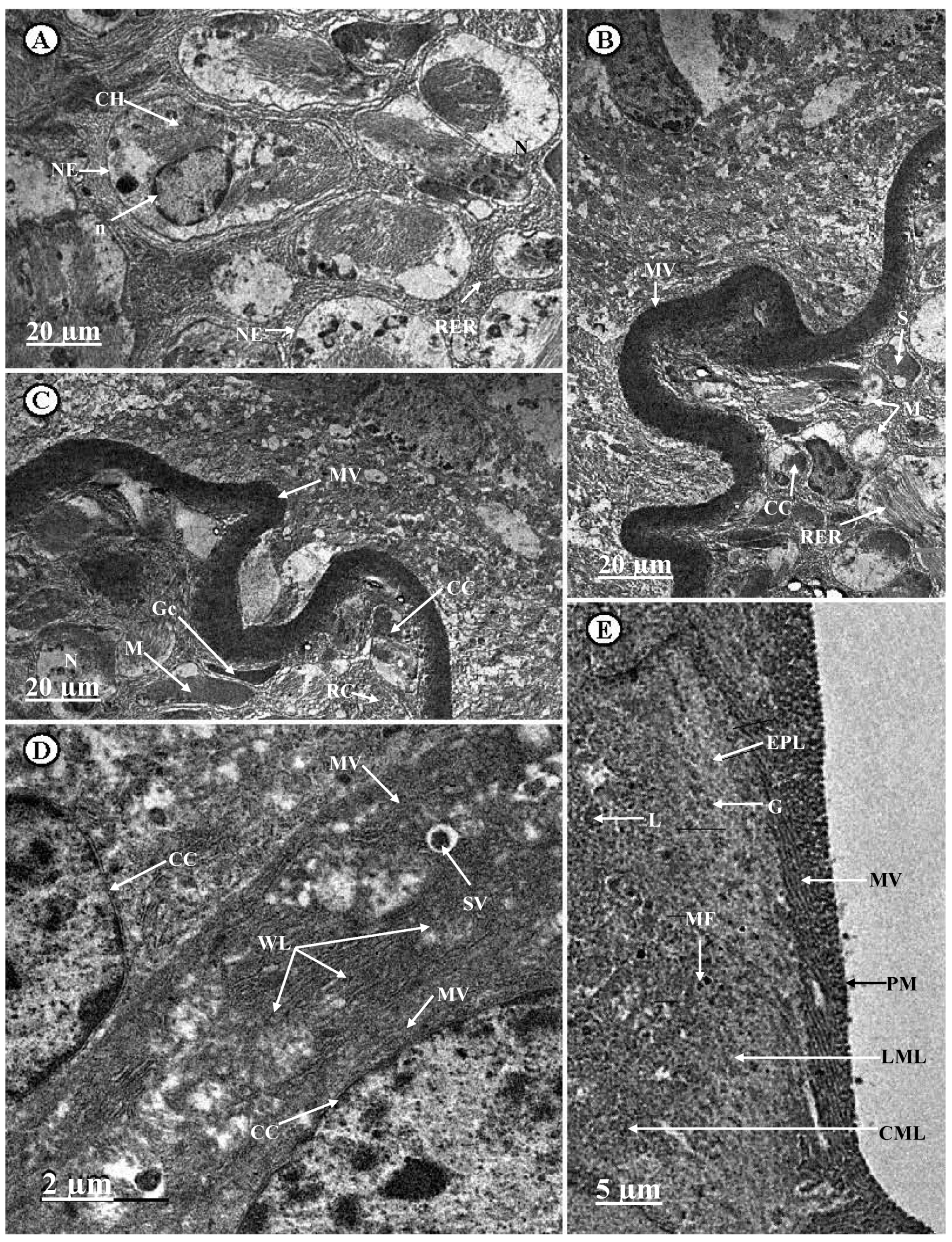 Sustainability 12 04805 g003 Sustainability 12 04805 g003