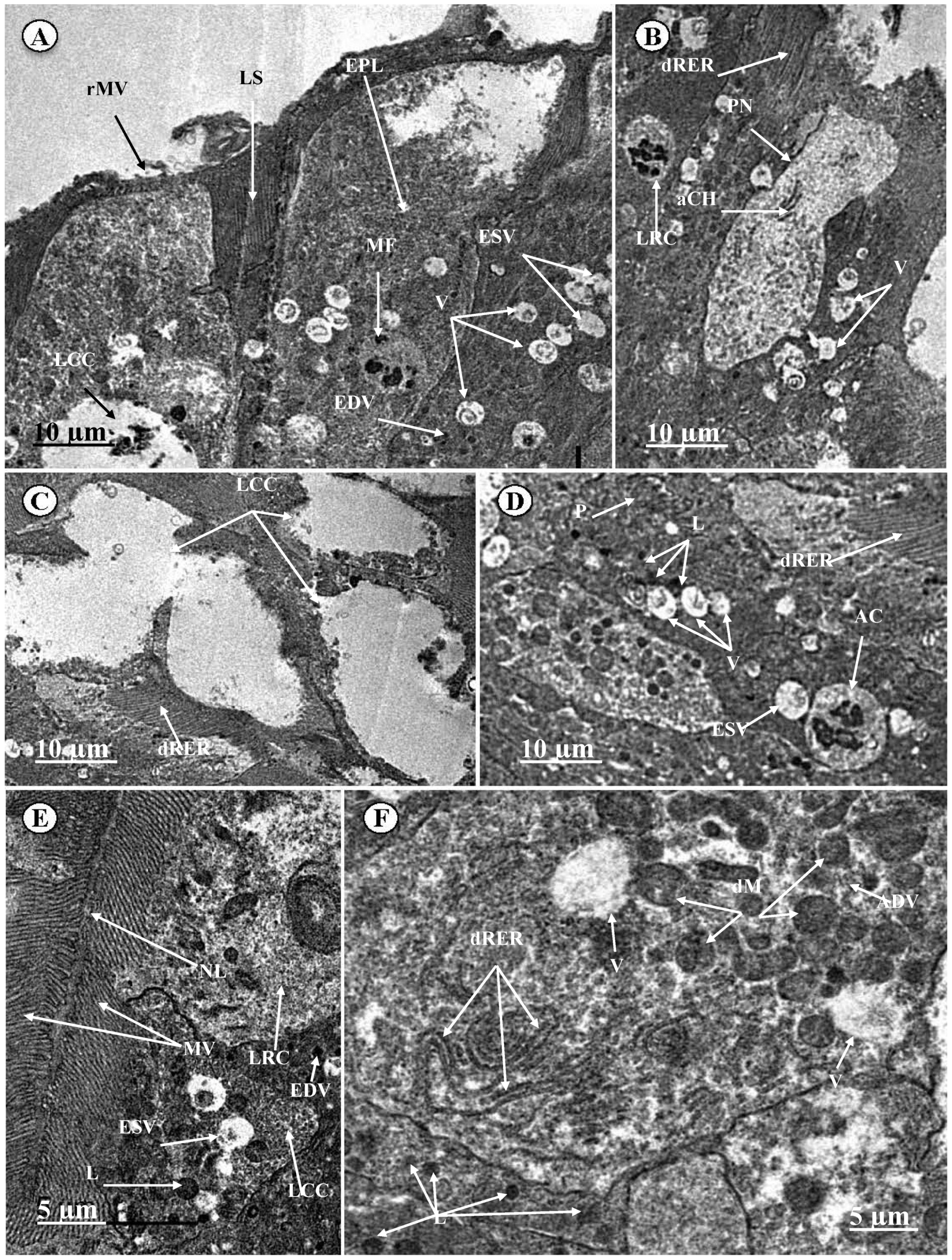 Sustainability 12 04805 g005 Sustainability 12 04805 g005