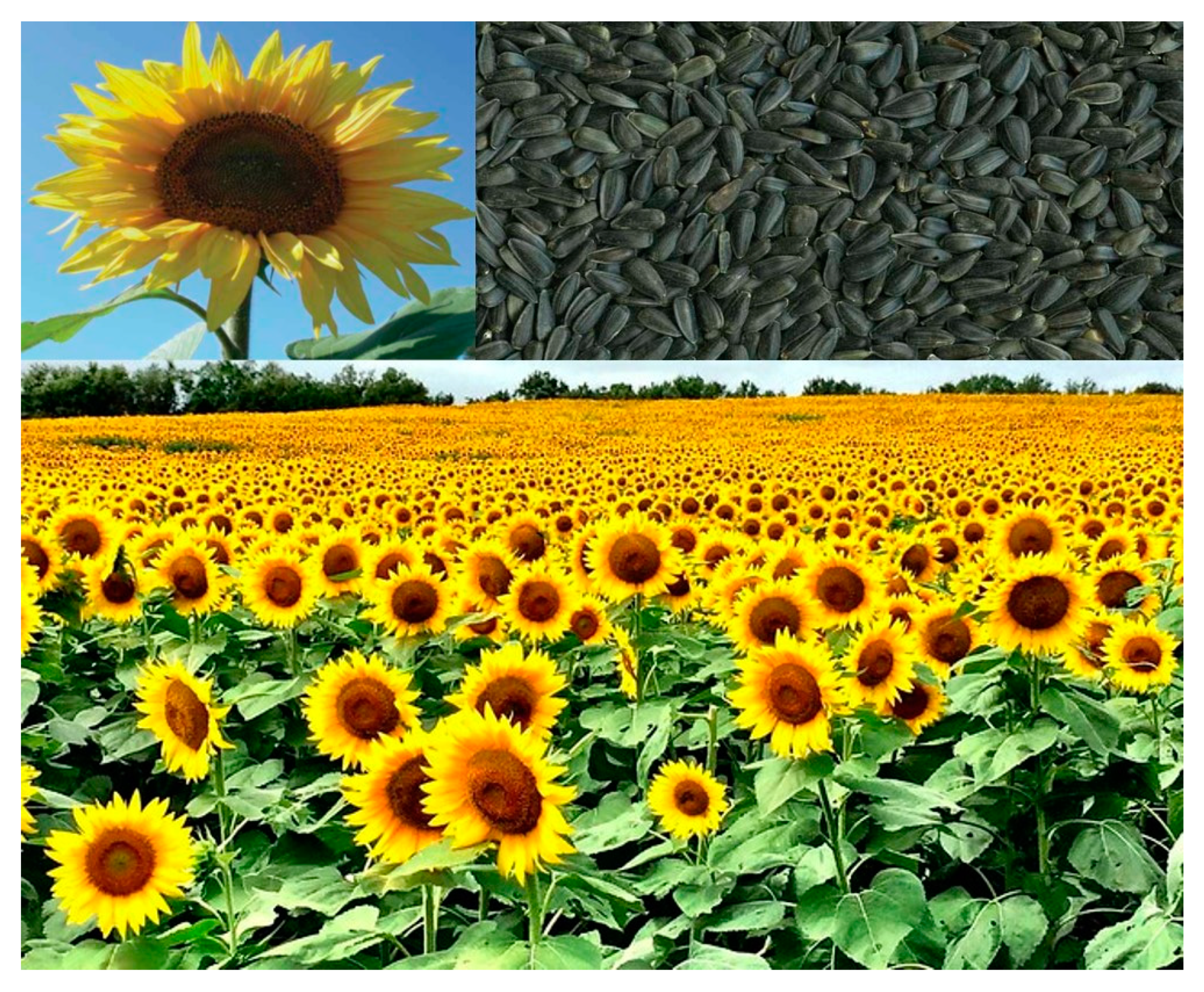 Sustainability 12 05225 g004