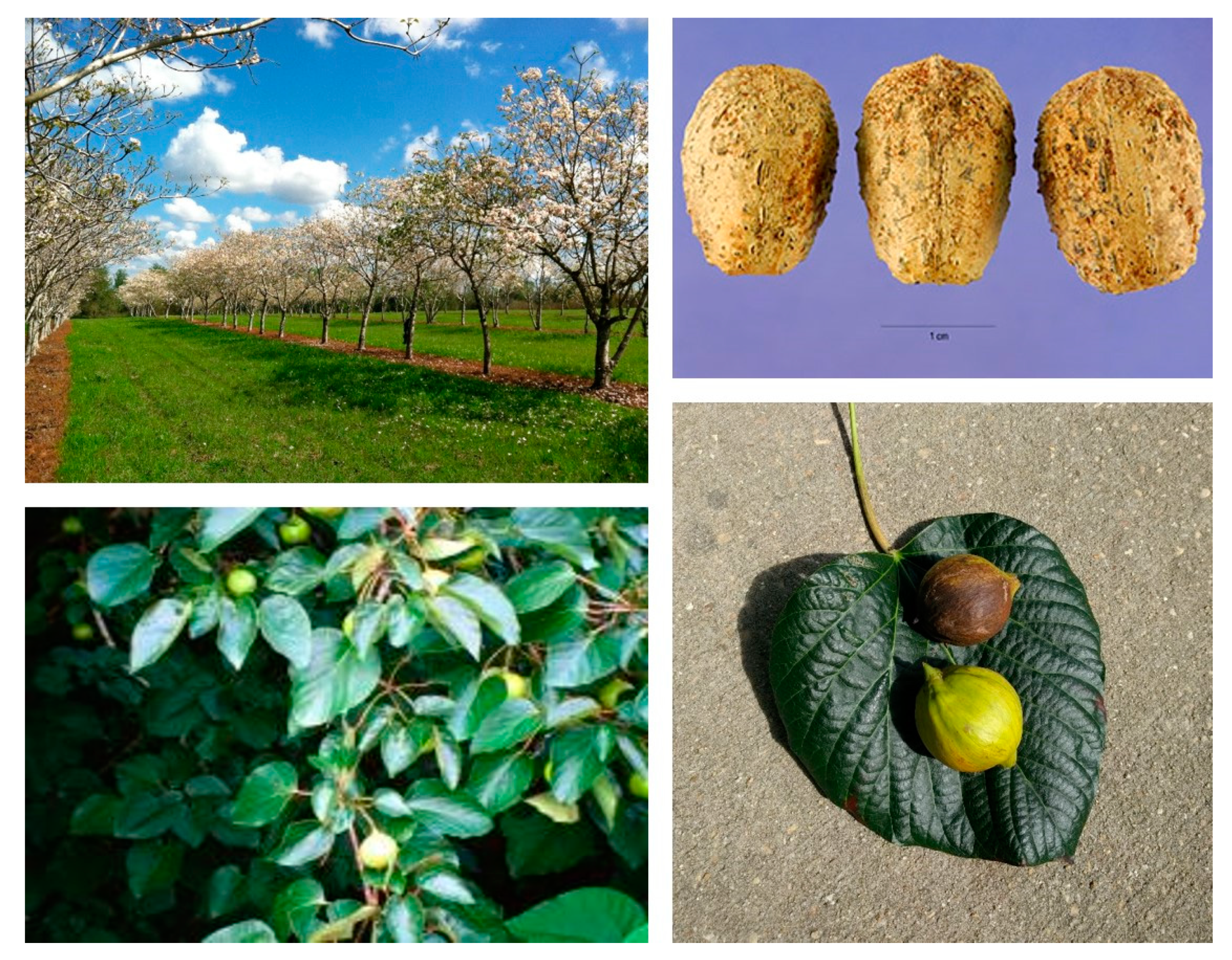 Sustainability 12 05225 g005