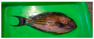 Sustainability 12 07770 i002 Sustainability 12 07770 i002