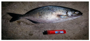 Sustainability 12 07770 i003 Sustainability 12 07770 i003