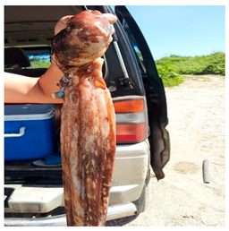 Sustainability 12 07770 i007 Sustainability 12 07770 i007