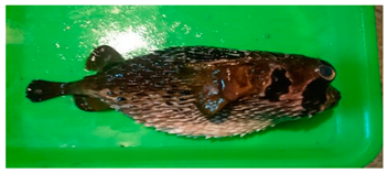 Sustainability 12 07770 i008 Sustainability 12 07770 i008