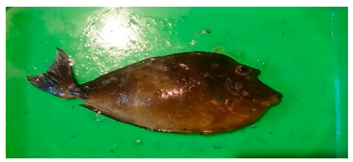 Sustainability 12 07770 i009 Sustainability 12 07770 i009