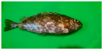 Sustainability 12 07770 i010 Sustainability 12 07770 i010