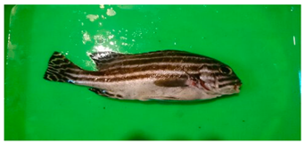 Sustainability 12 07770 i011 Sustainability 12 07770 i011