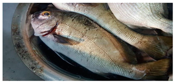 Sustainability 12 07770 i013 Sustainability 12 07770 i013