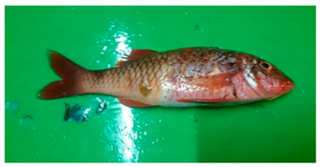 Sustainability 12 07770 i016 Sustainability 12 07770 i016