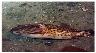 Sustainability 12 07770 i017 Sustainability 12 07770 i017