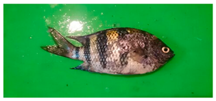 Sustainability 12 07770 i019 Sustainability 12 07770 i019