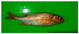 Sustainability 12 07770 i020 Sustainability 12 07770 i020