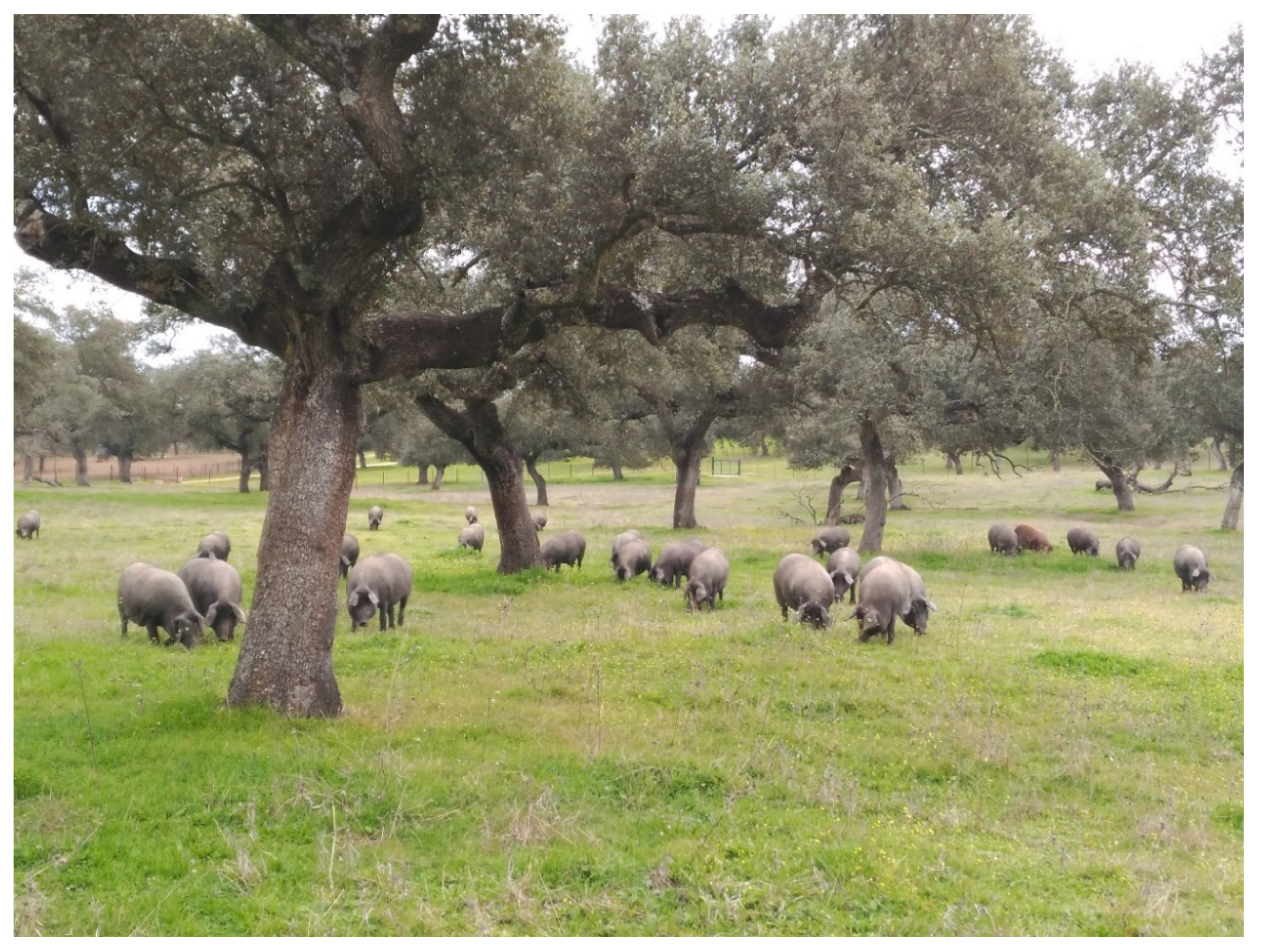 Sustainability 12 07937 g001 Sustainability 12 07937 g001