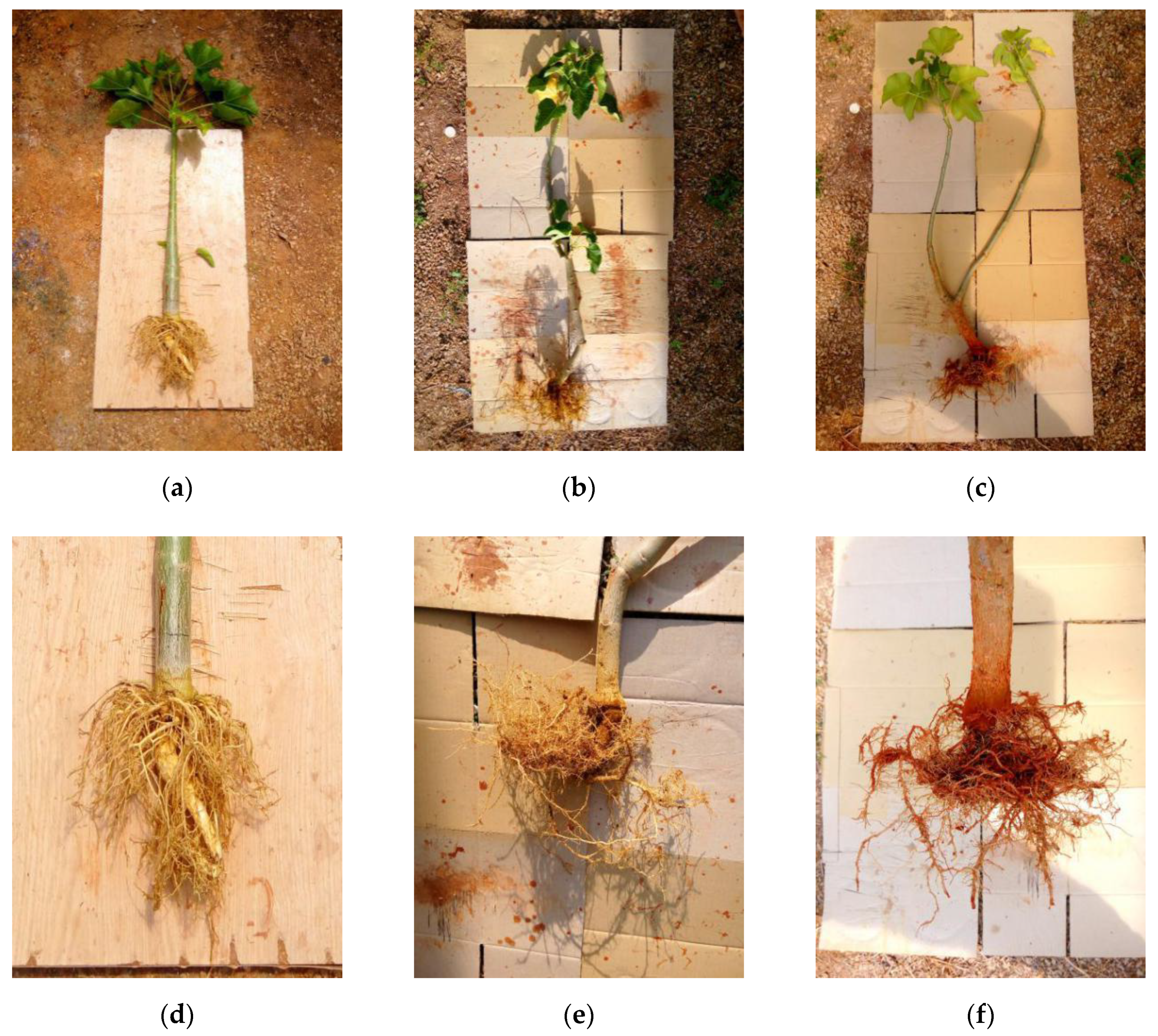 Sustainability 12 08263 g002