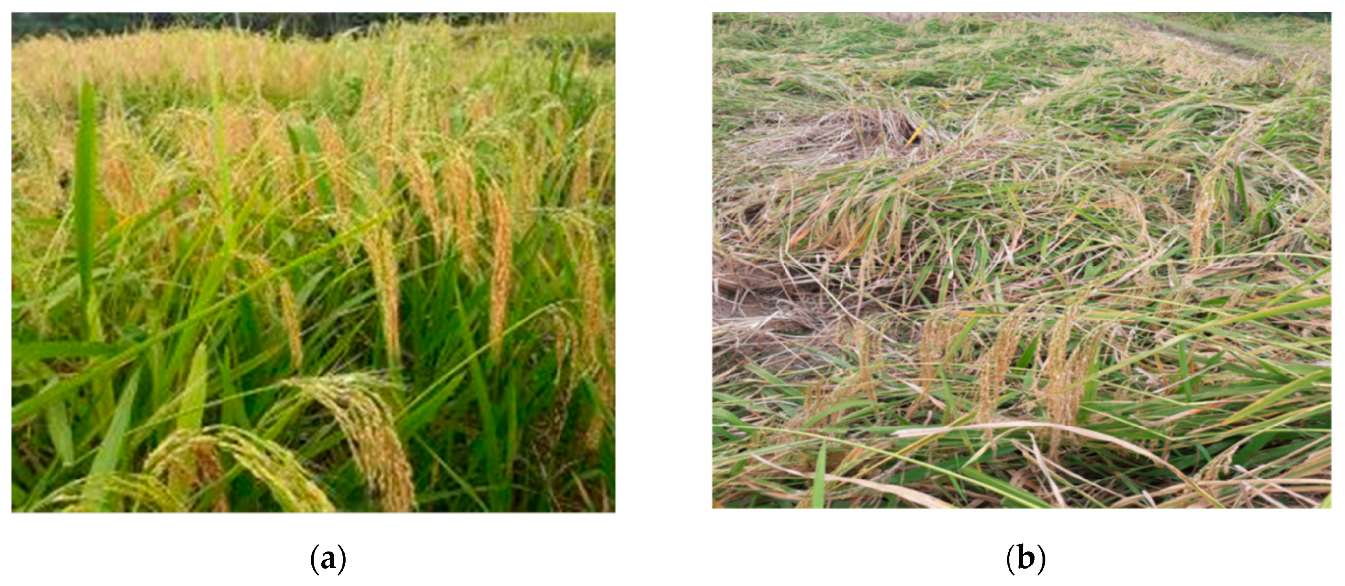 Sustainability 12 08490 g003