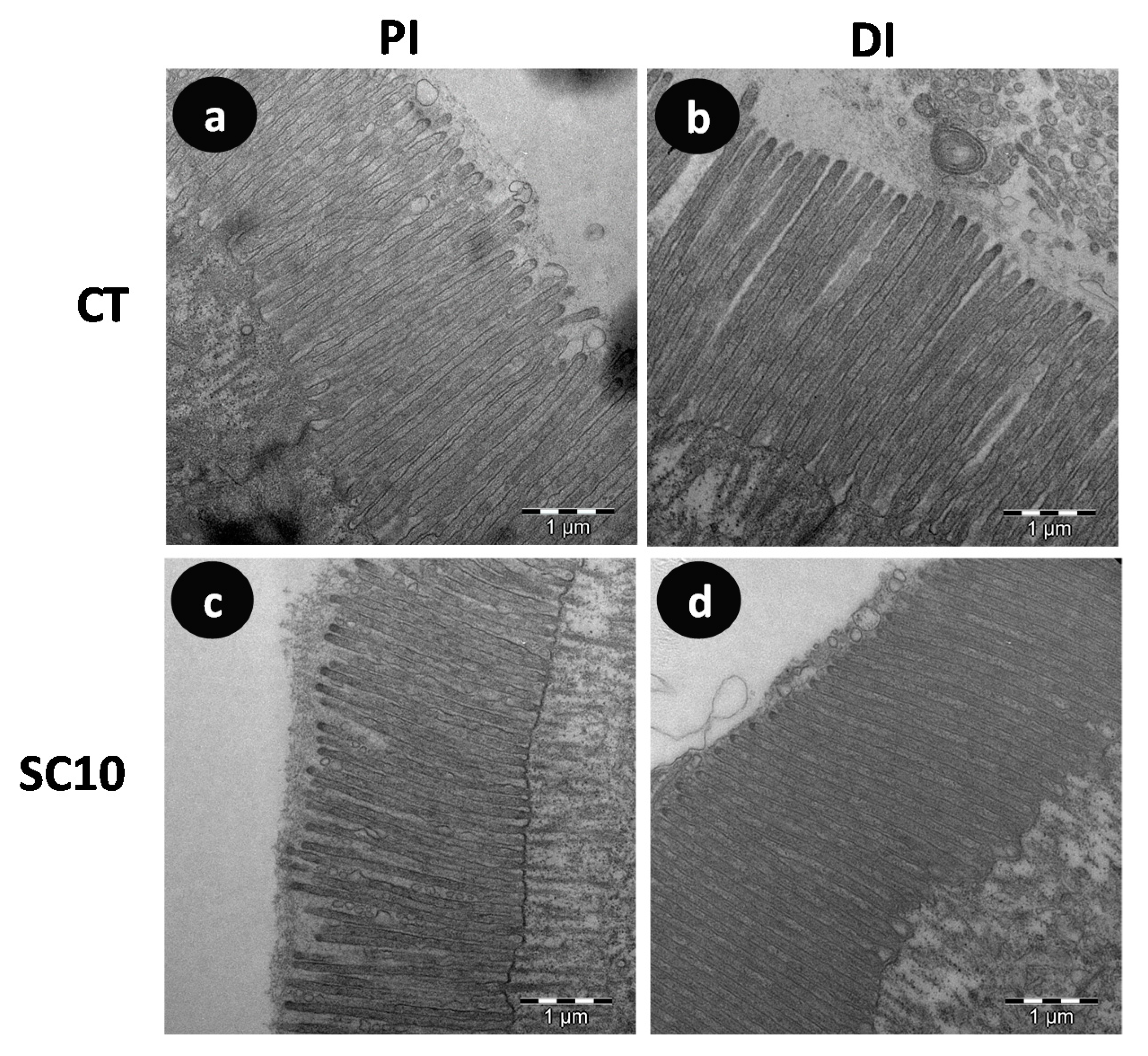 Sustainability 12 08779 g004