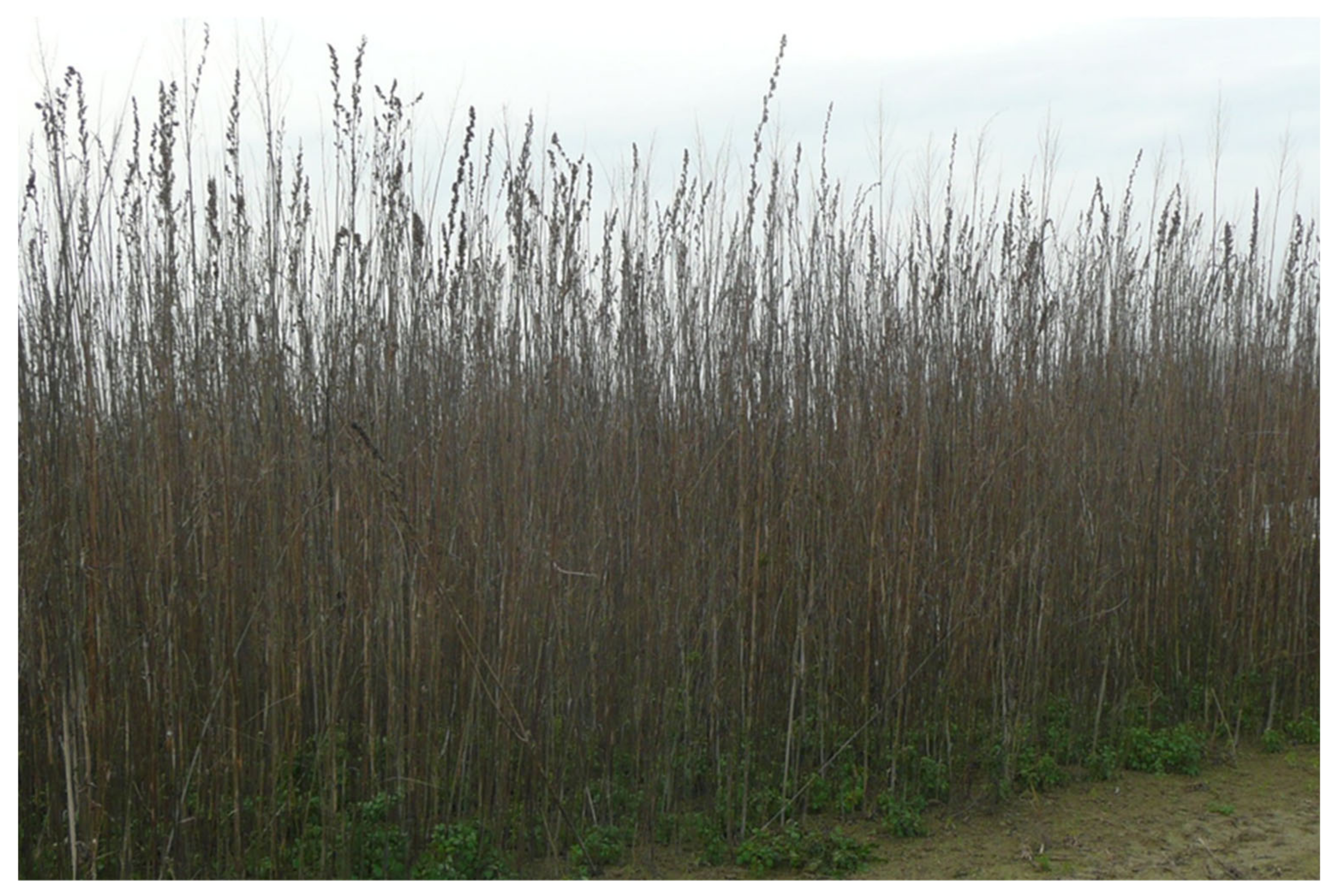 Sustainability 12 08795 g005