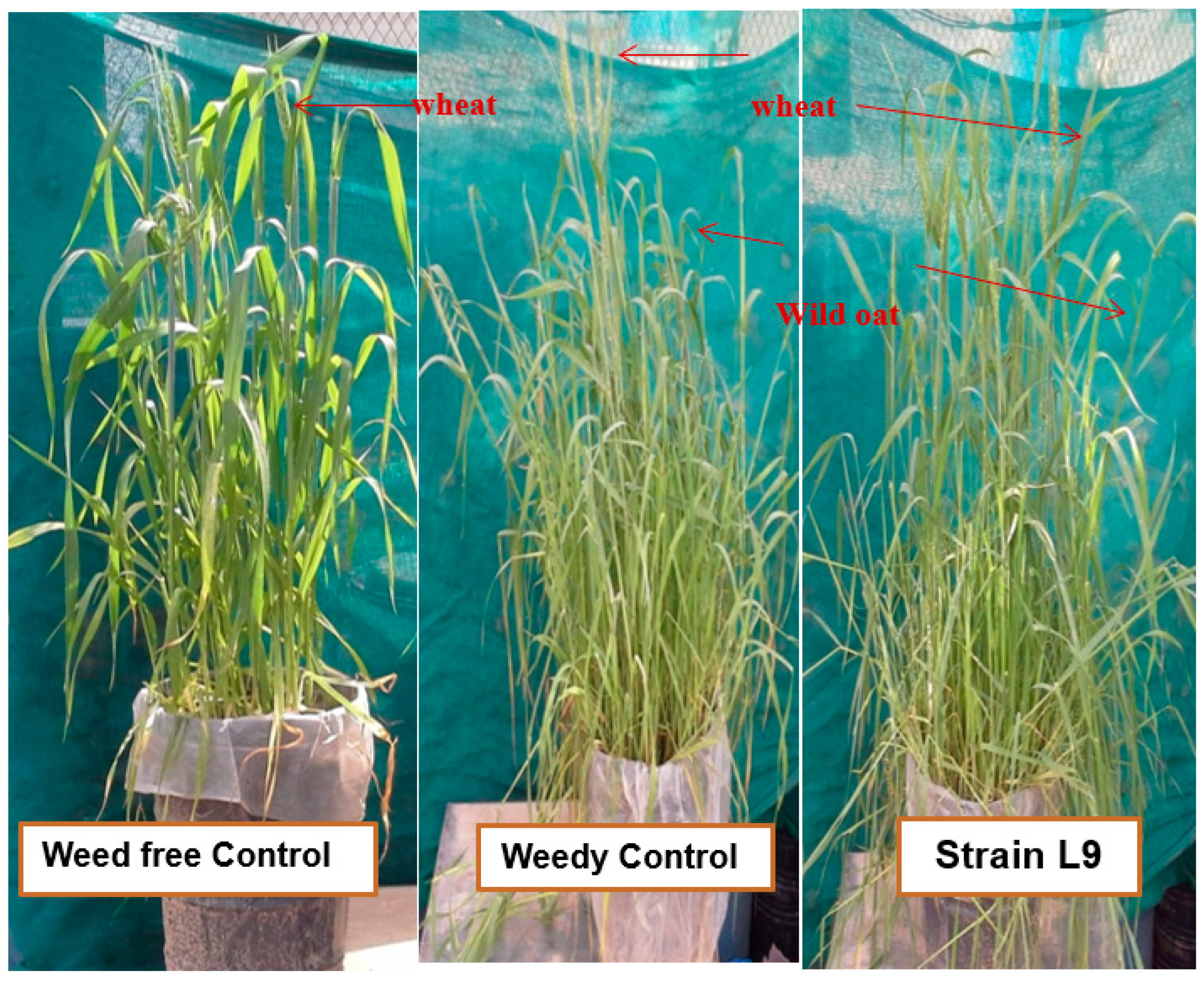 Sustainability 12 08936 g001