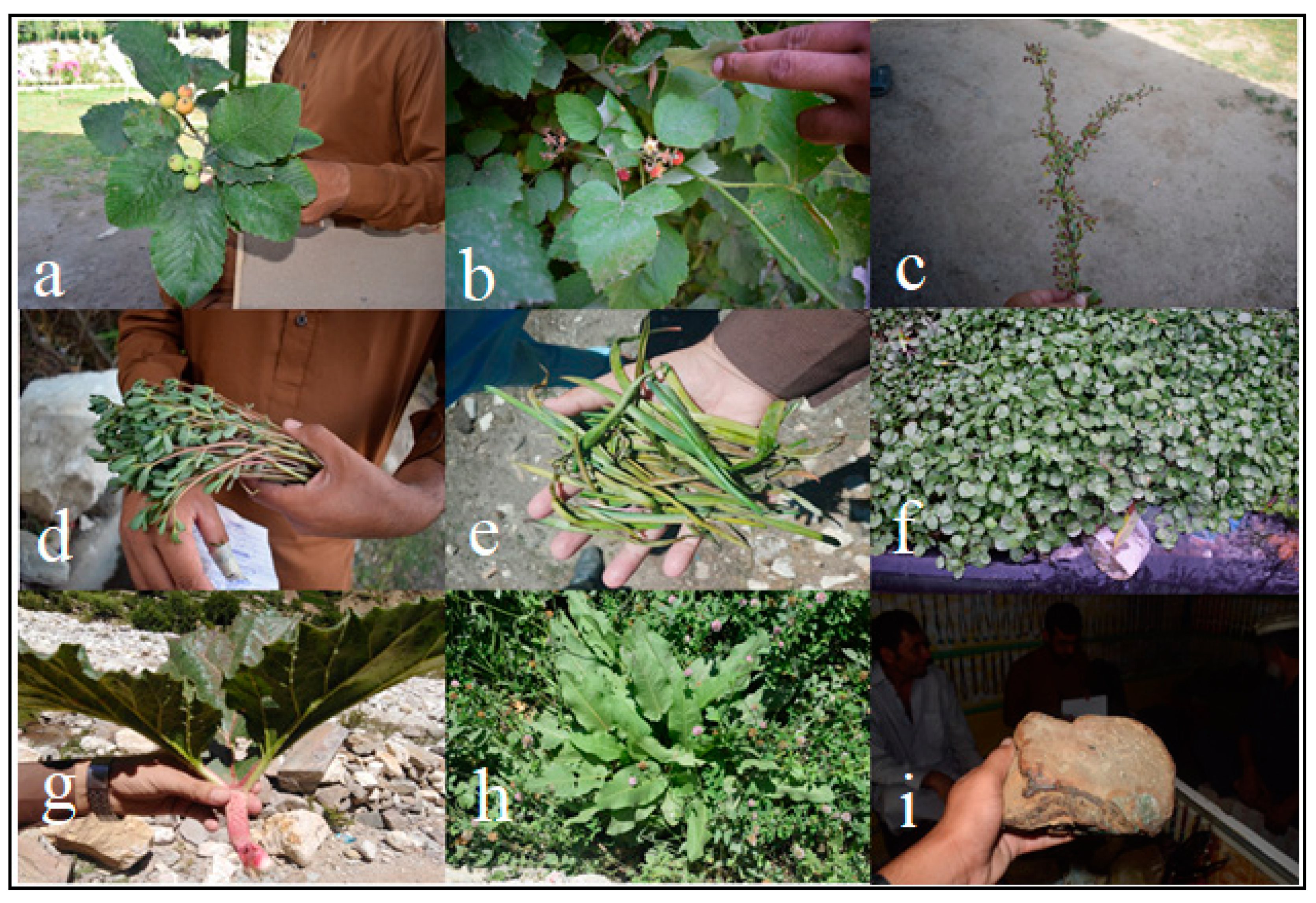 Sustainability 12 09176 g004 Sustainability 12 09176 g004