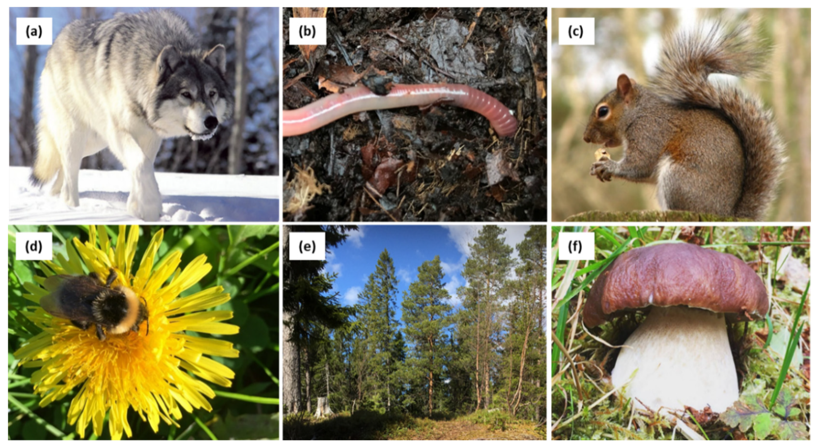 Sustainability 12 09565 g002