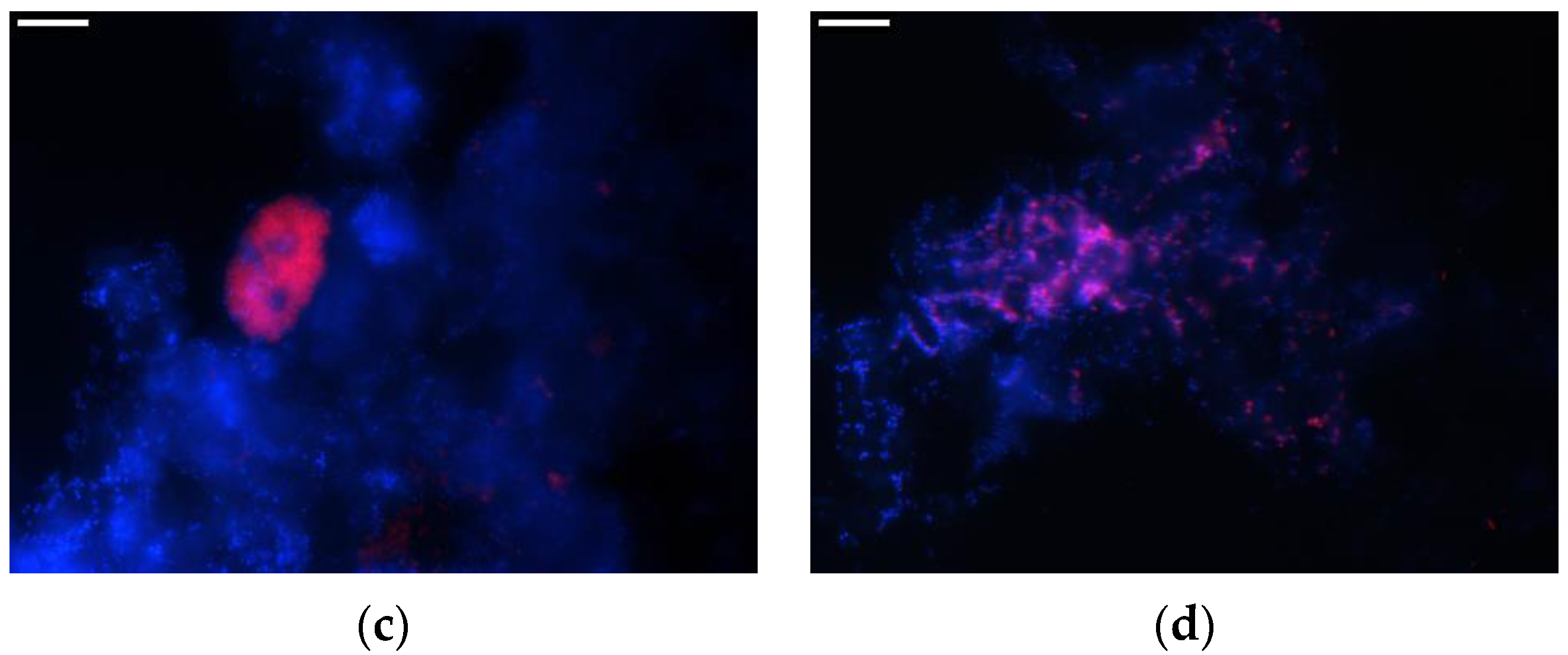 Sustainability 12 10386 g002b