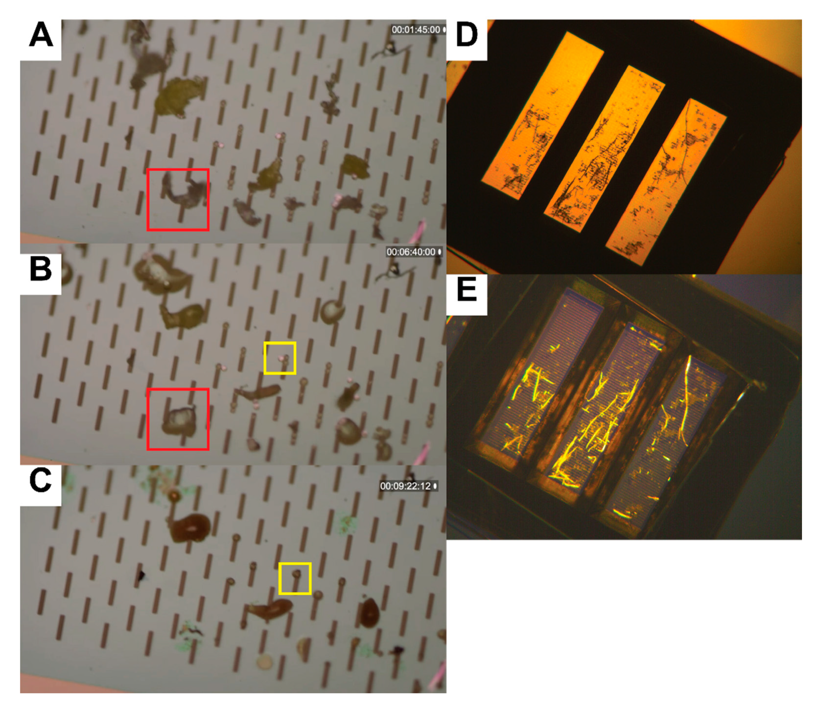 Sustainability 12 10655 g006