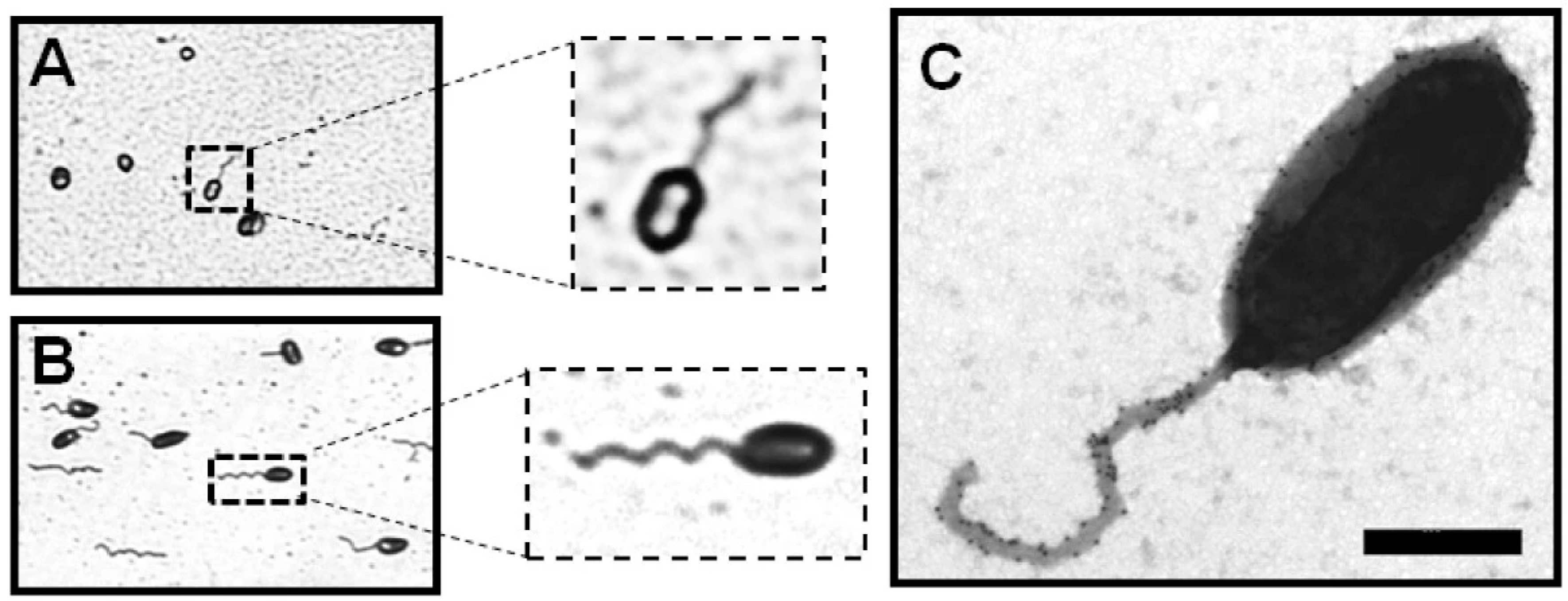 Sustainability 13 00021 g002