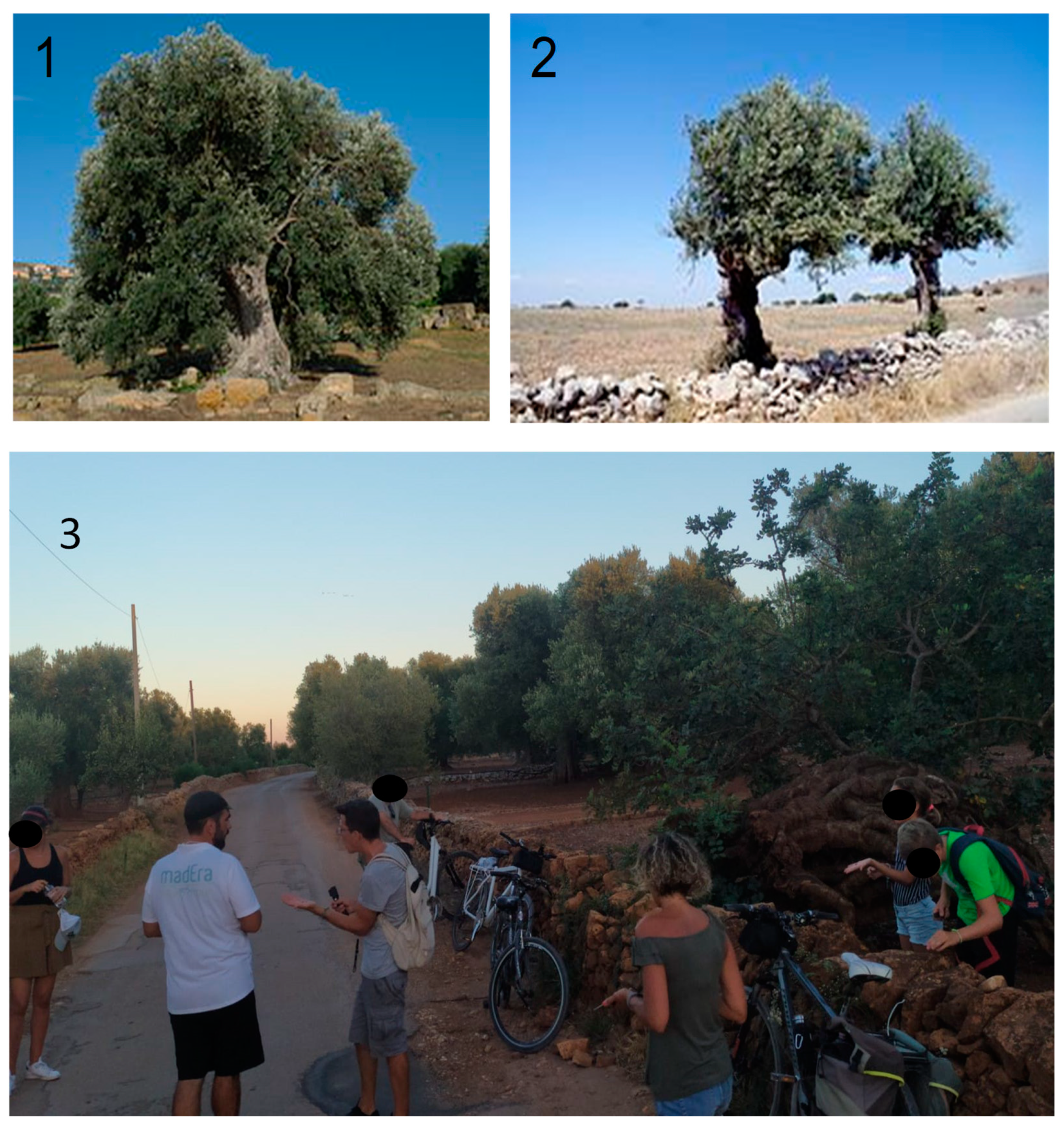 Sustainability 13 00122 g006