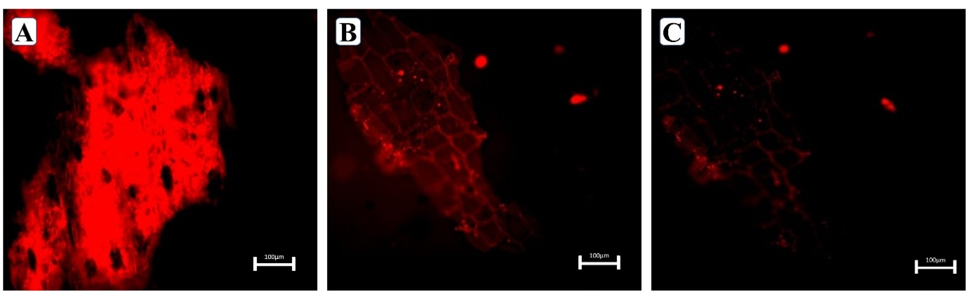 Sustainability 13 00245 g006