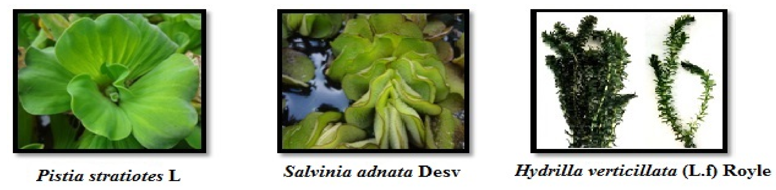 Sustainability 13 00329 g001