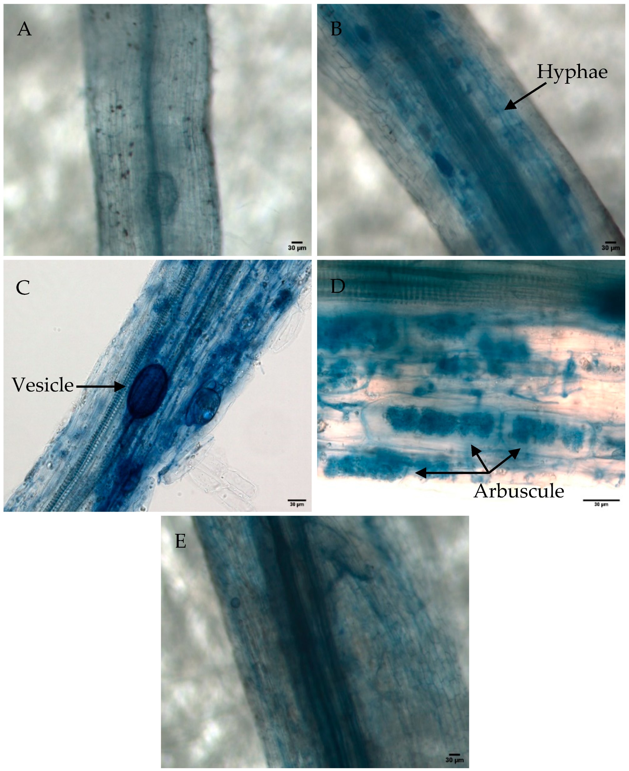 Sustainability 13 01226 g001