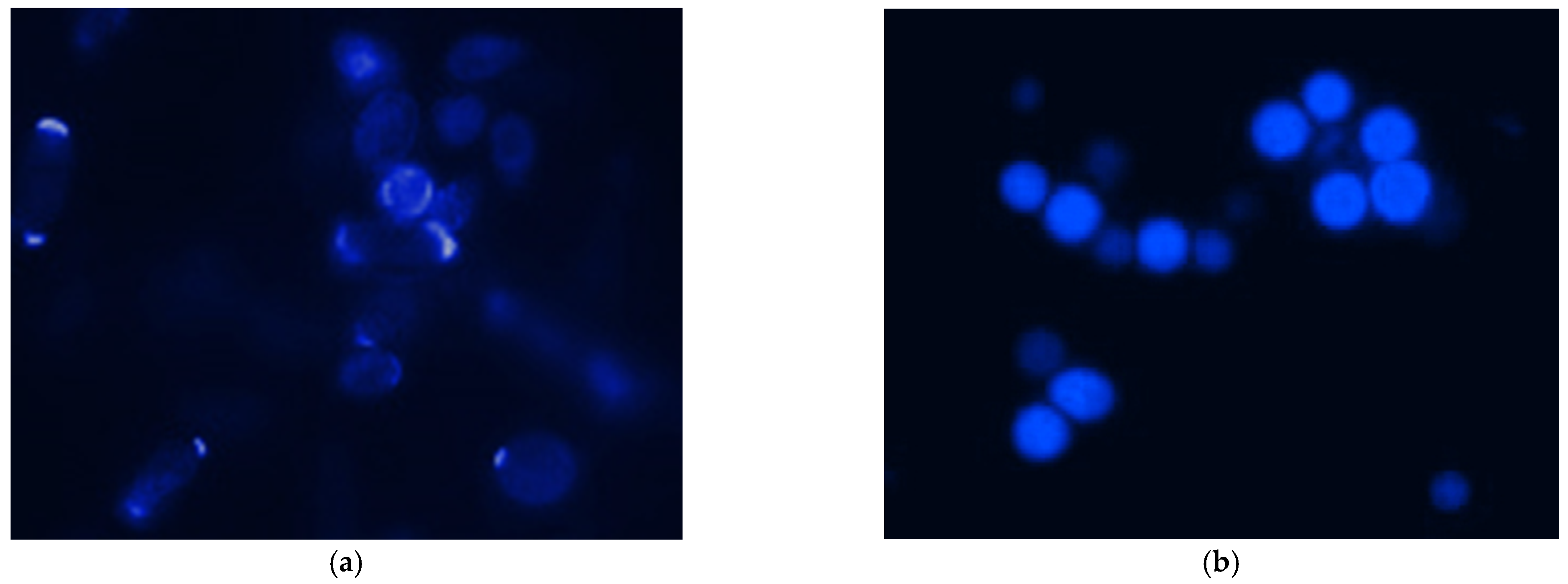 Sustainability 13 01860 g001