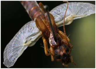 Sustainability 13 02138 i003