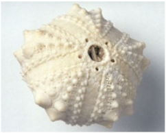 Sustainability 13 02138 i009