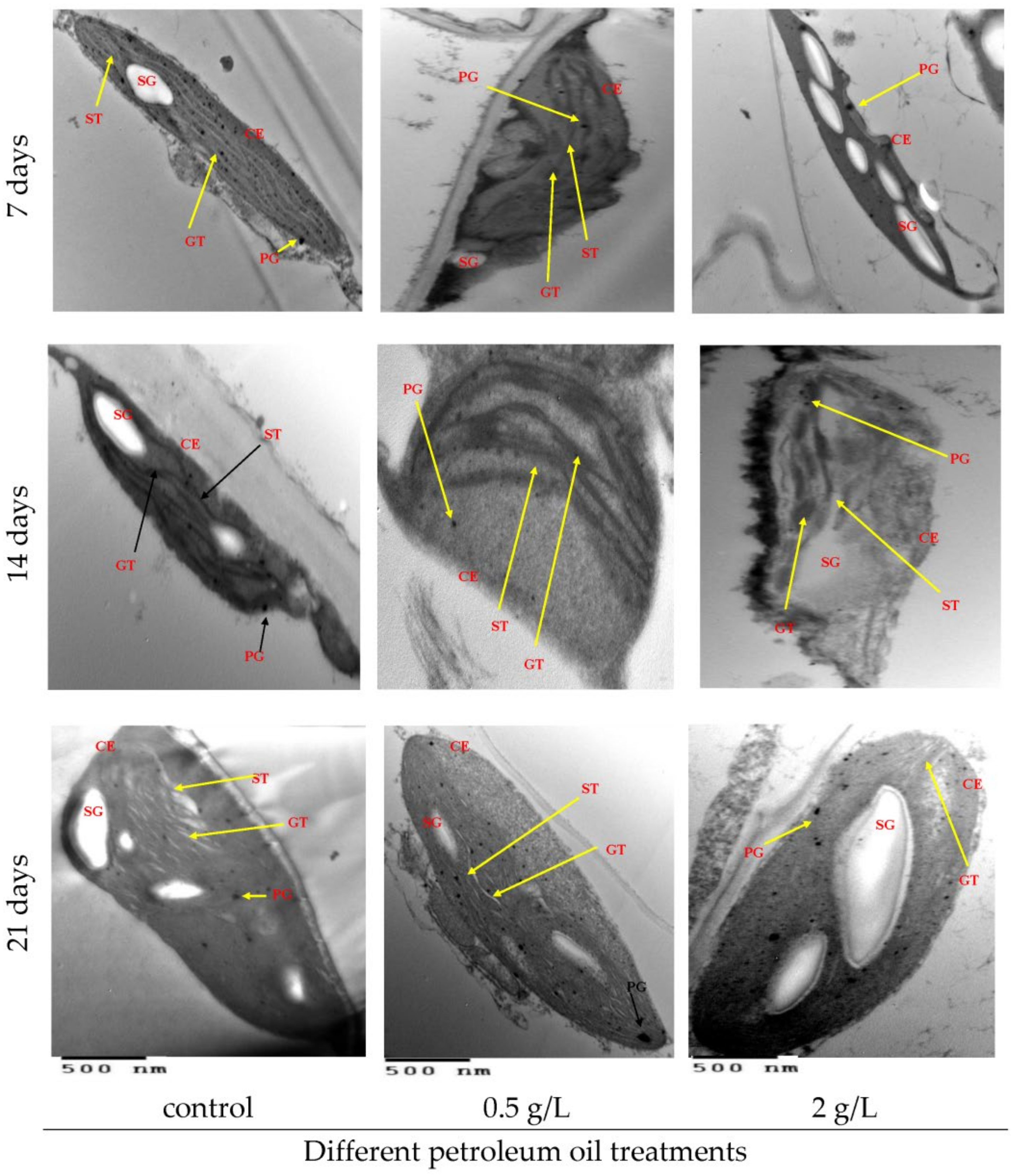 Sustainability 13 02142 g008