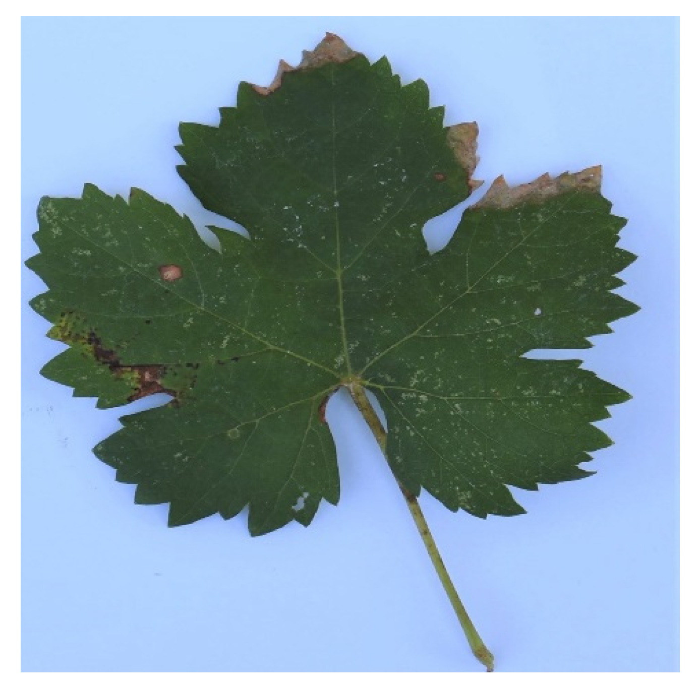 Sustainability 13 02477 g005