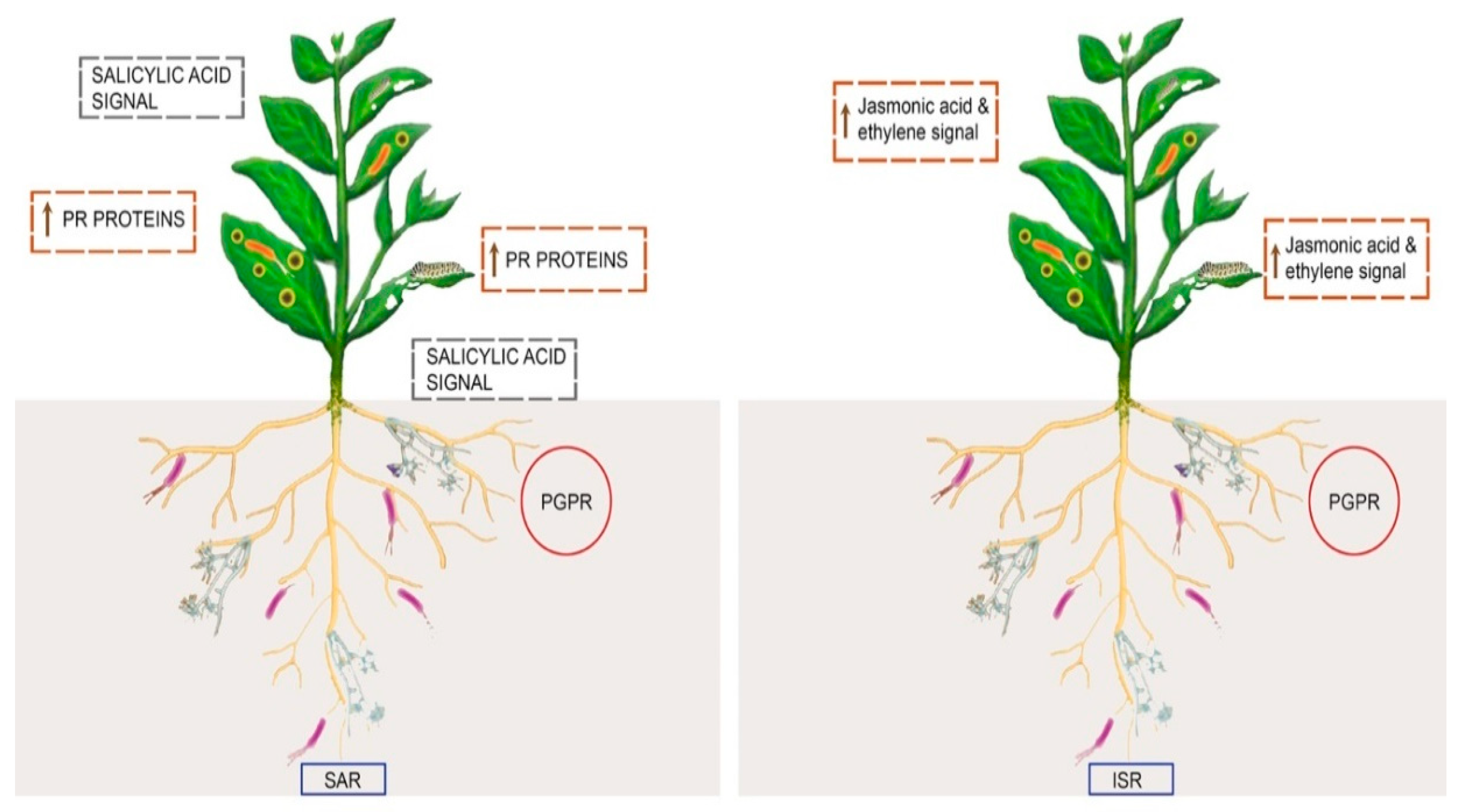 Sustainability 13 02856 g004