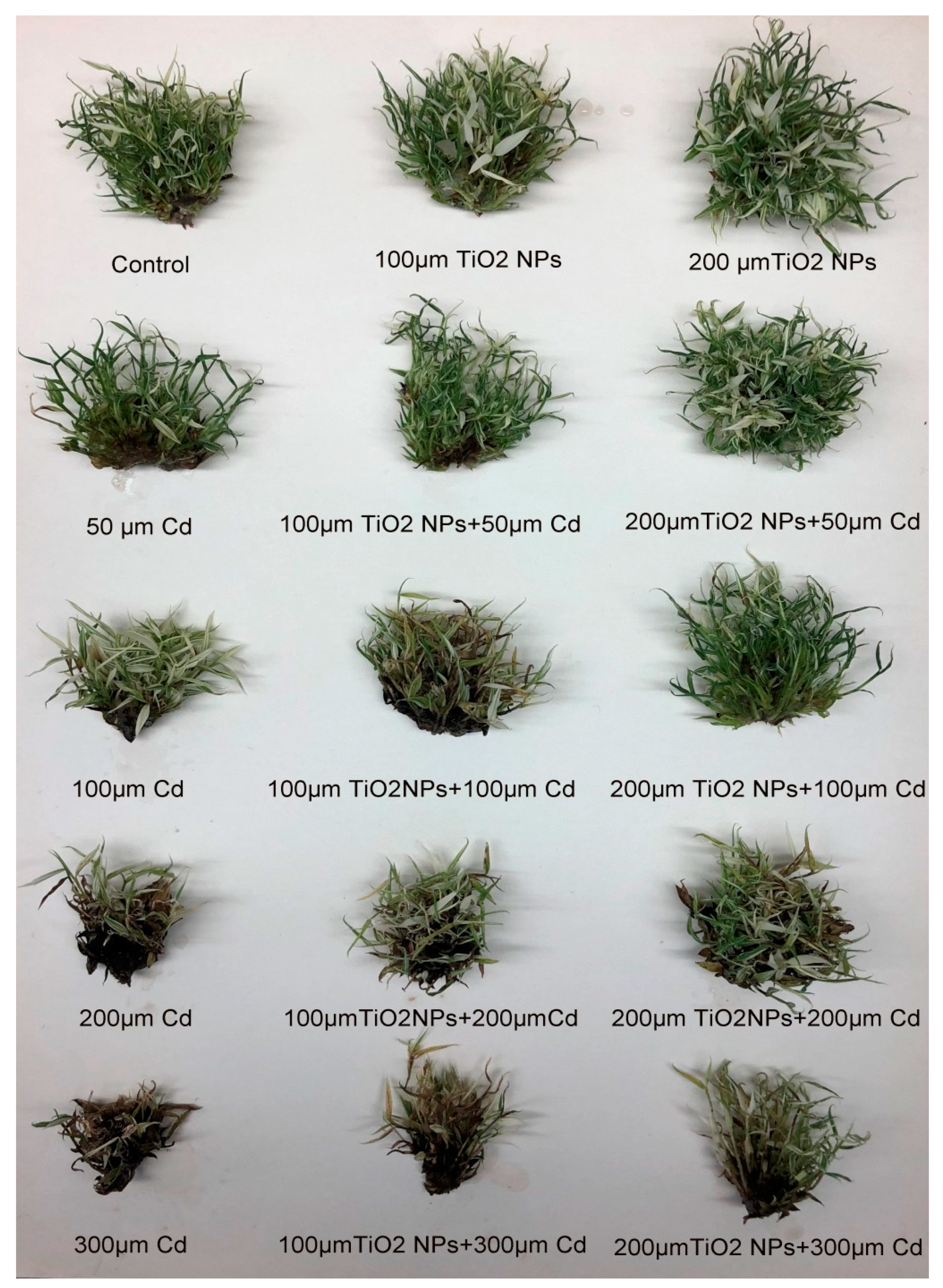 Sustainability 13 03200 g001