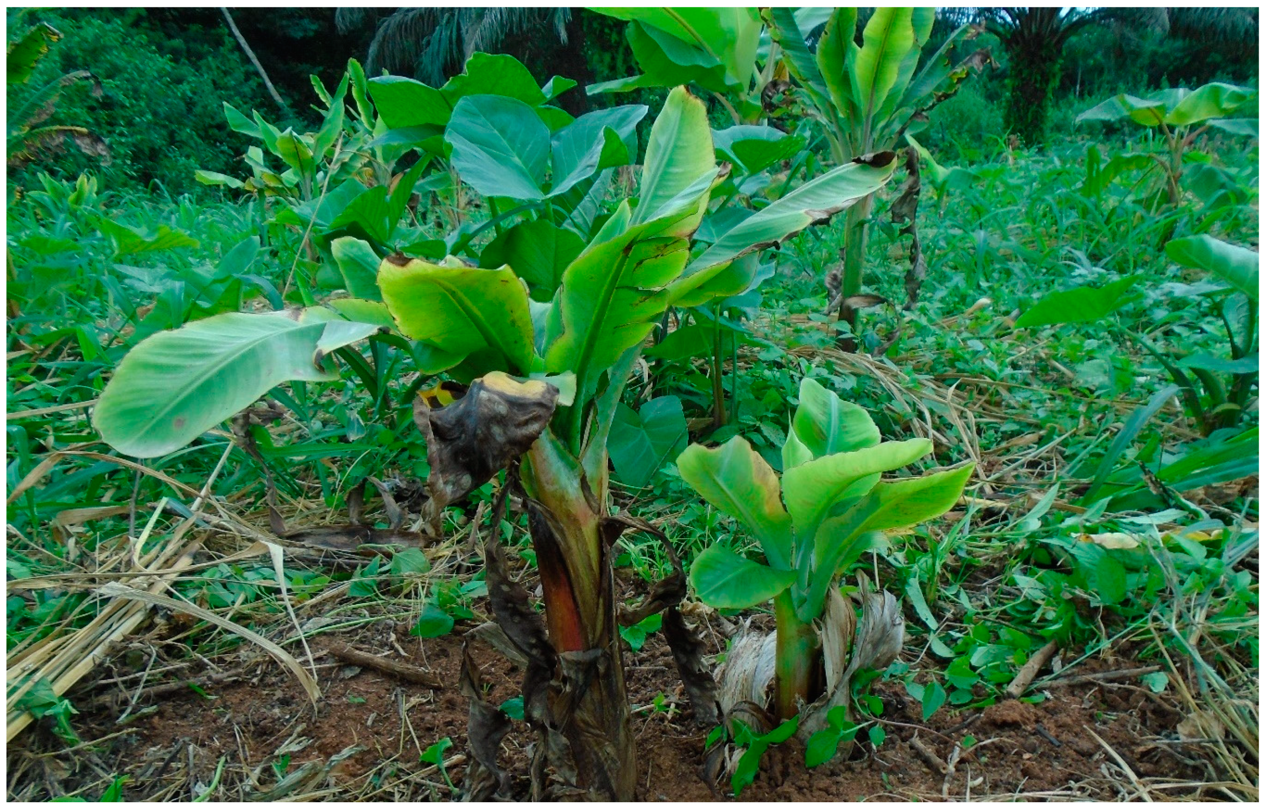 Sustainability 13 03310 g001