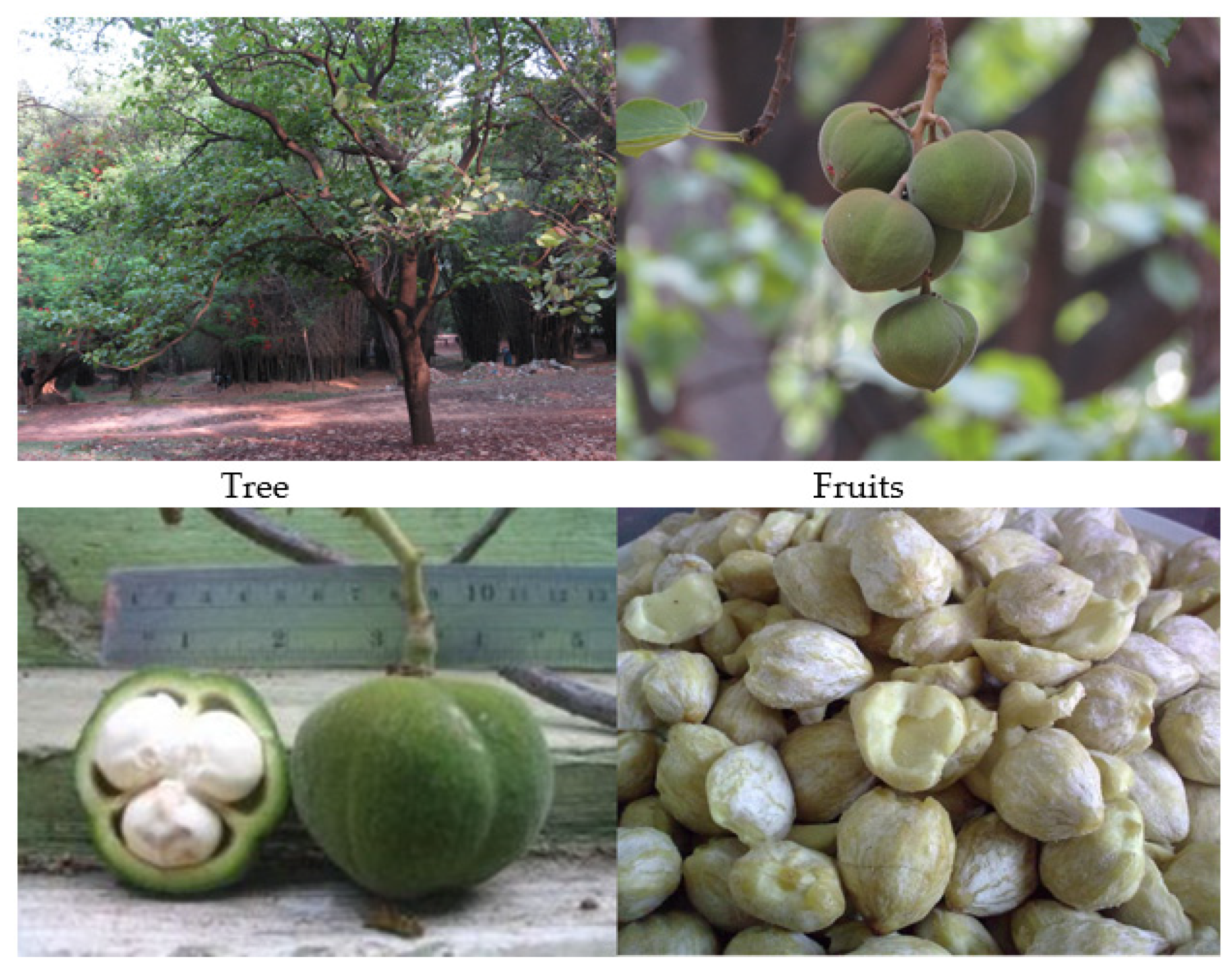 Sustainability 13 03350 g001