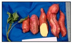 Sustainability 13 03730 i001 Sustainability 13 03730 i001