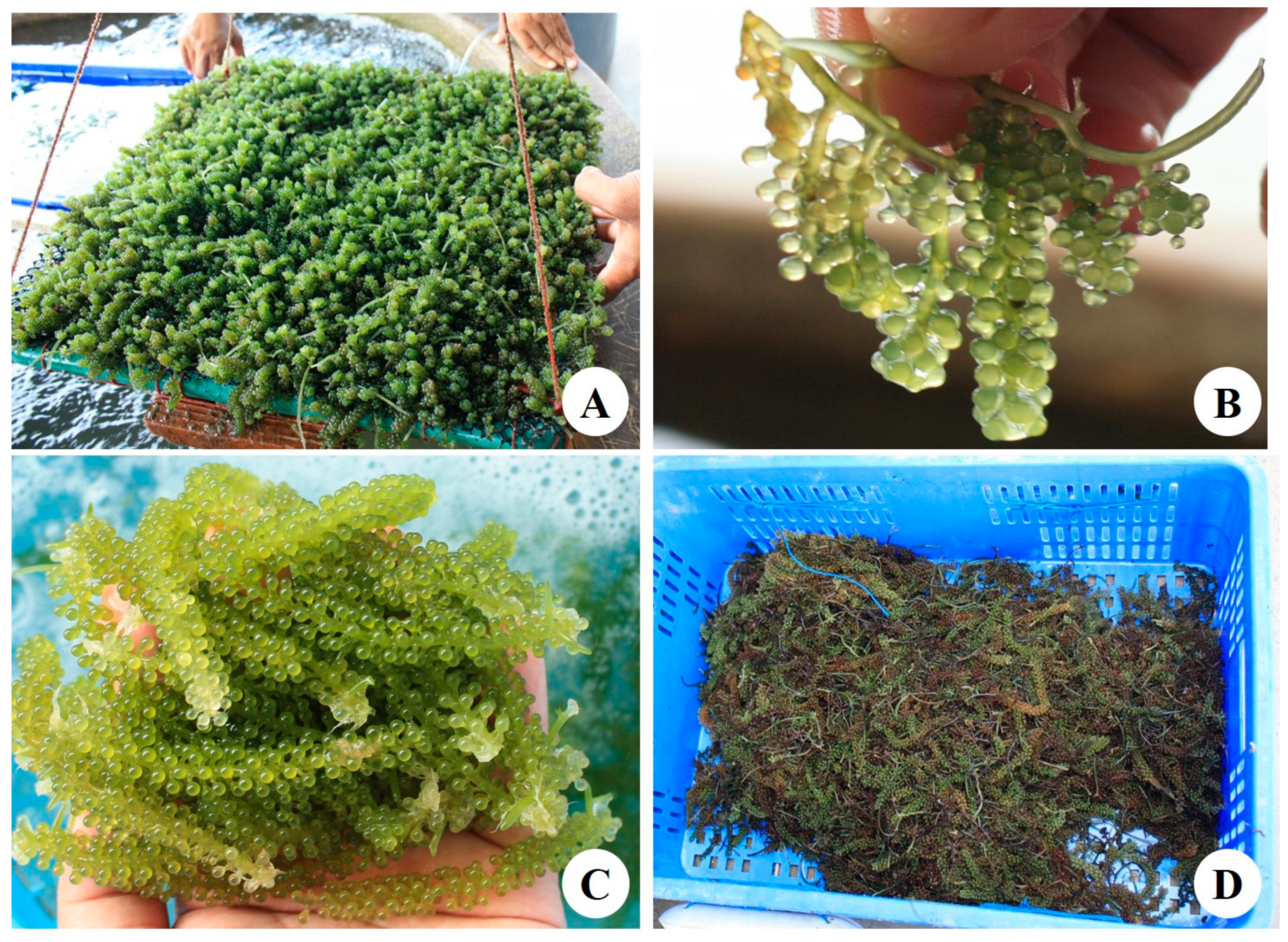 Sustainability 13 04491 g001