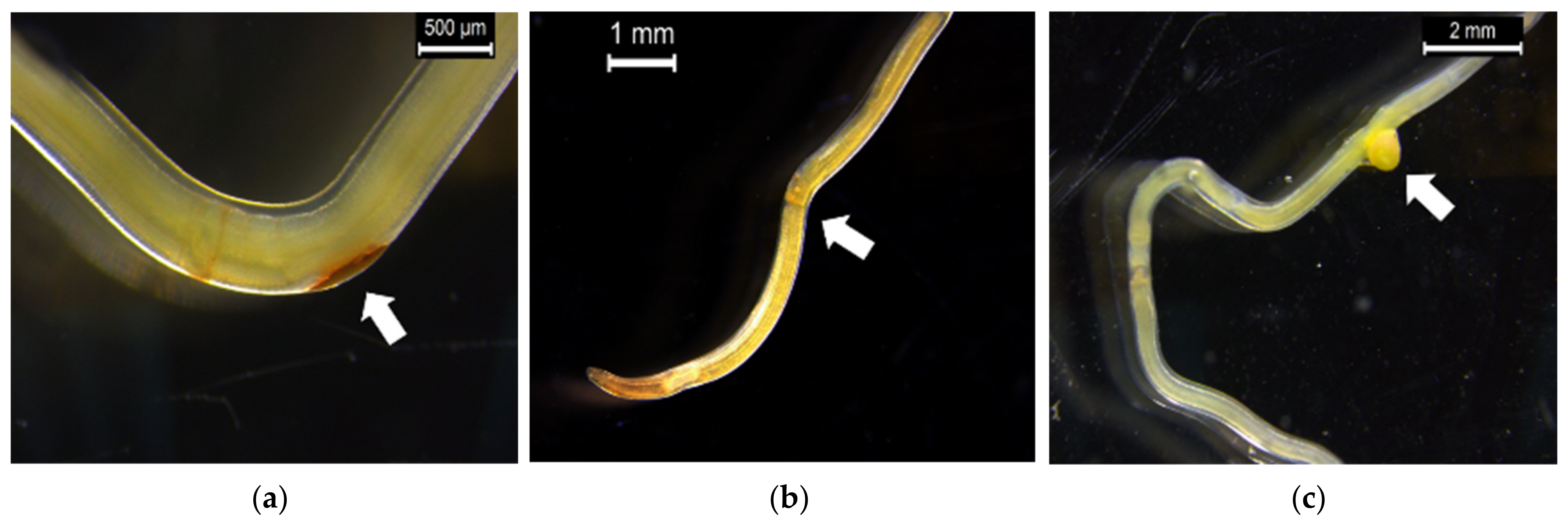 Sustainability 13 05310 g002 Sustainability 13 05310 g002