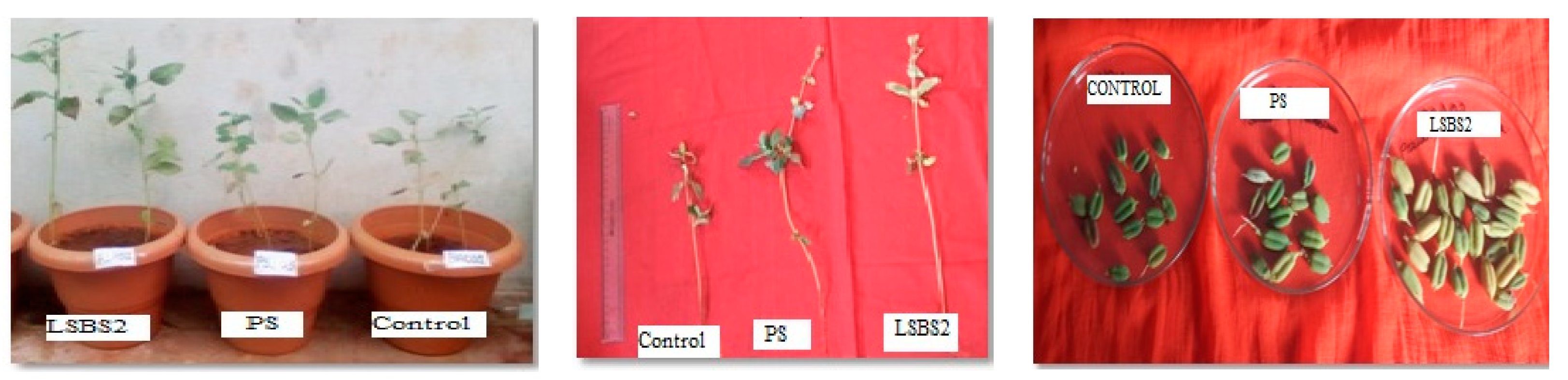 Sustainability 13 05394 g008