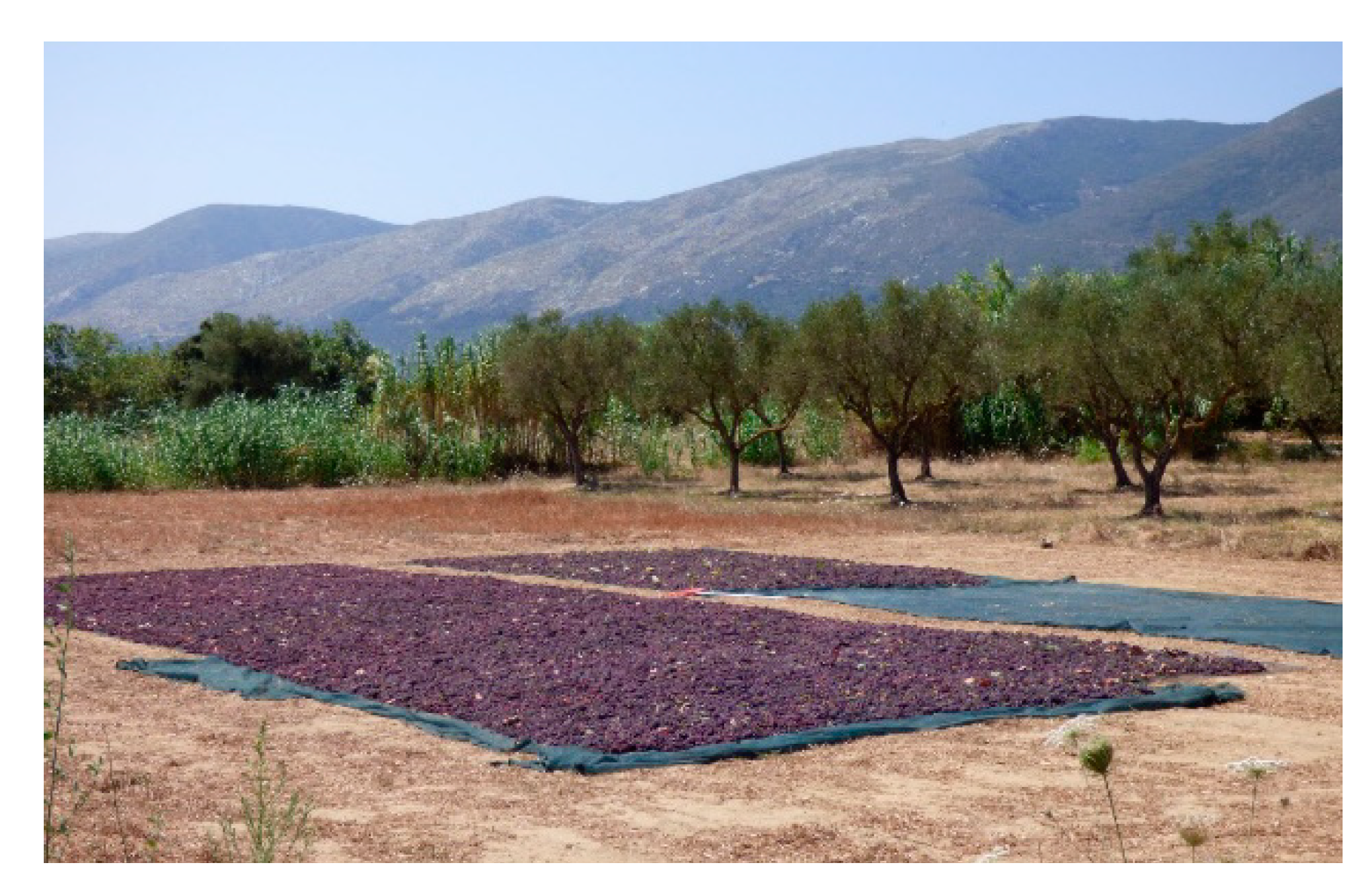 Sustainability 13 05955 g008